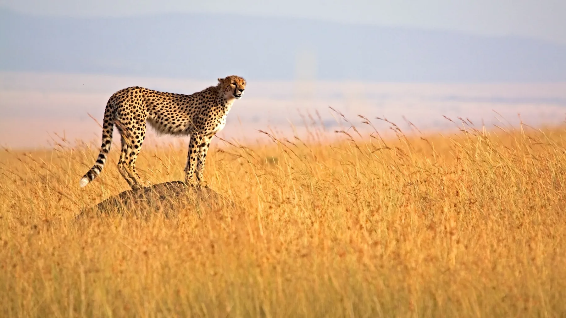 10-Day Great Migration & Big Five Safari Across Kenya and Tanzania