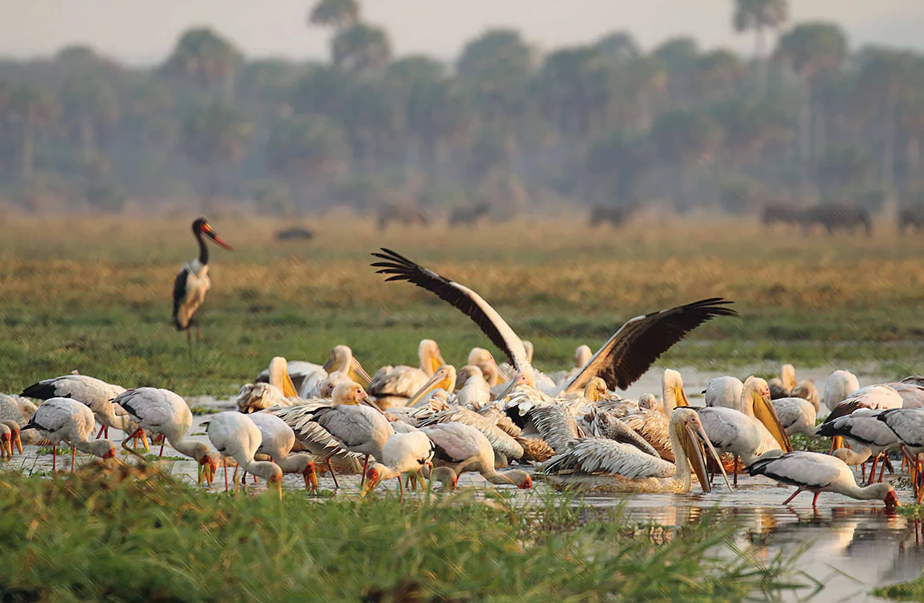10-Day Luxury Fly-In Safari in Southern Circuit