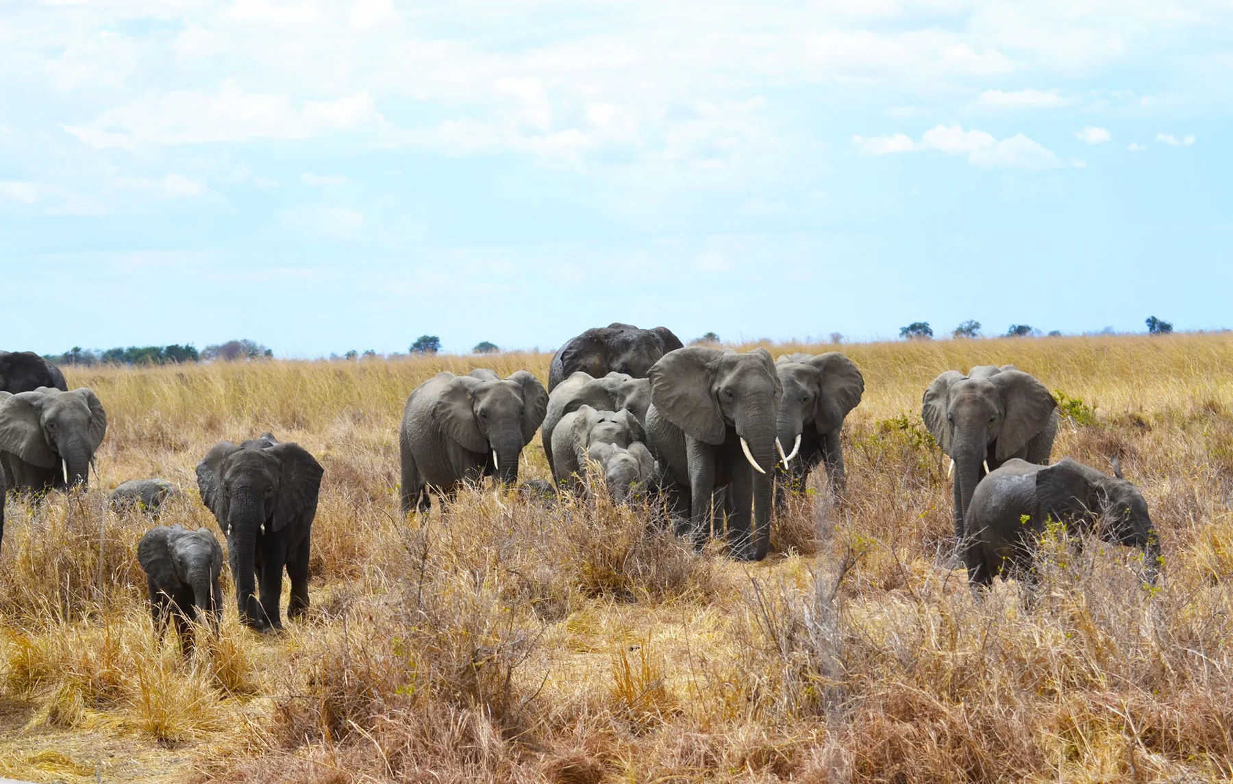 10-Day Southern Tanzania Safari Adventure