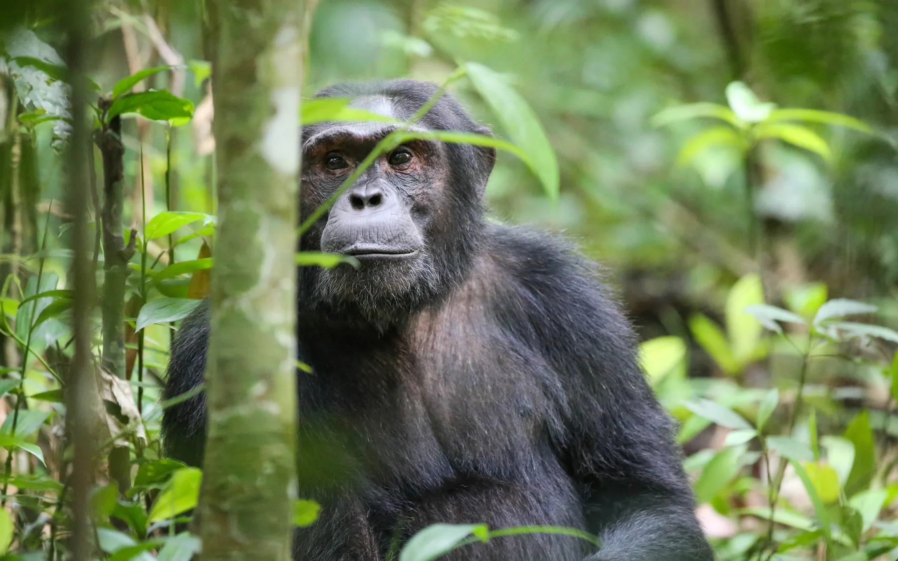 12-Day Southern Tanzania Safari & Chimpanzee Trekking in Gombe