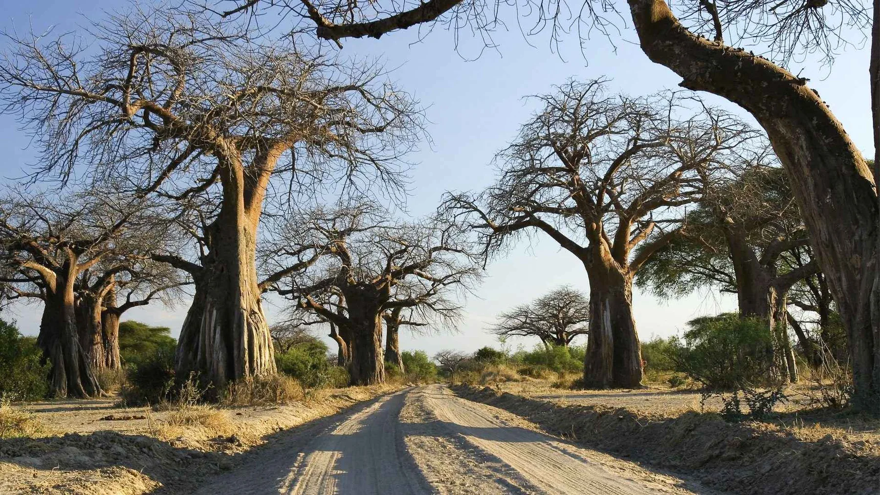 14-Day Super Luxury Fly-In Southern Tanzania Safari