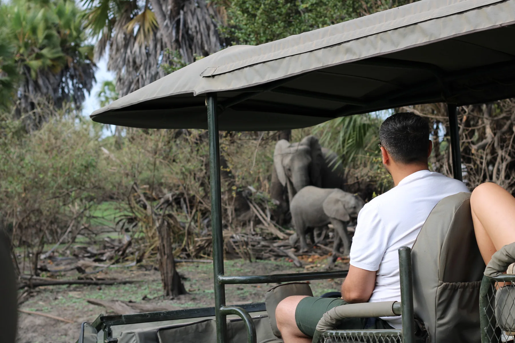 Wildlife viewed on safari in Nyerere National Park
