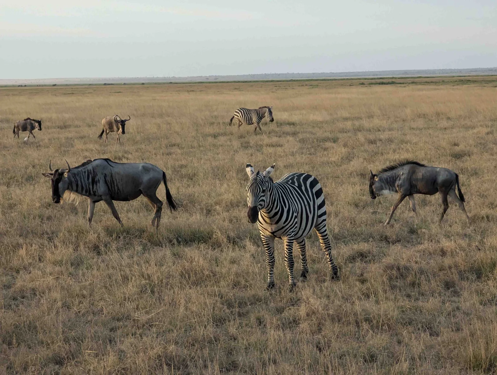 Ngorongoro Day Trip