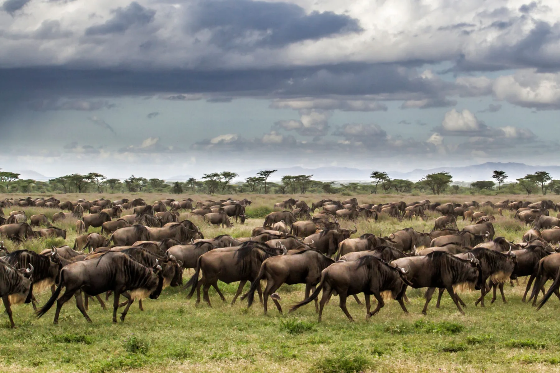 Wildebeest moving across the plains of Serengeti National Park