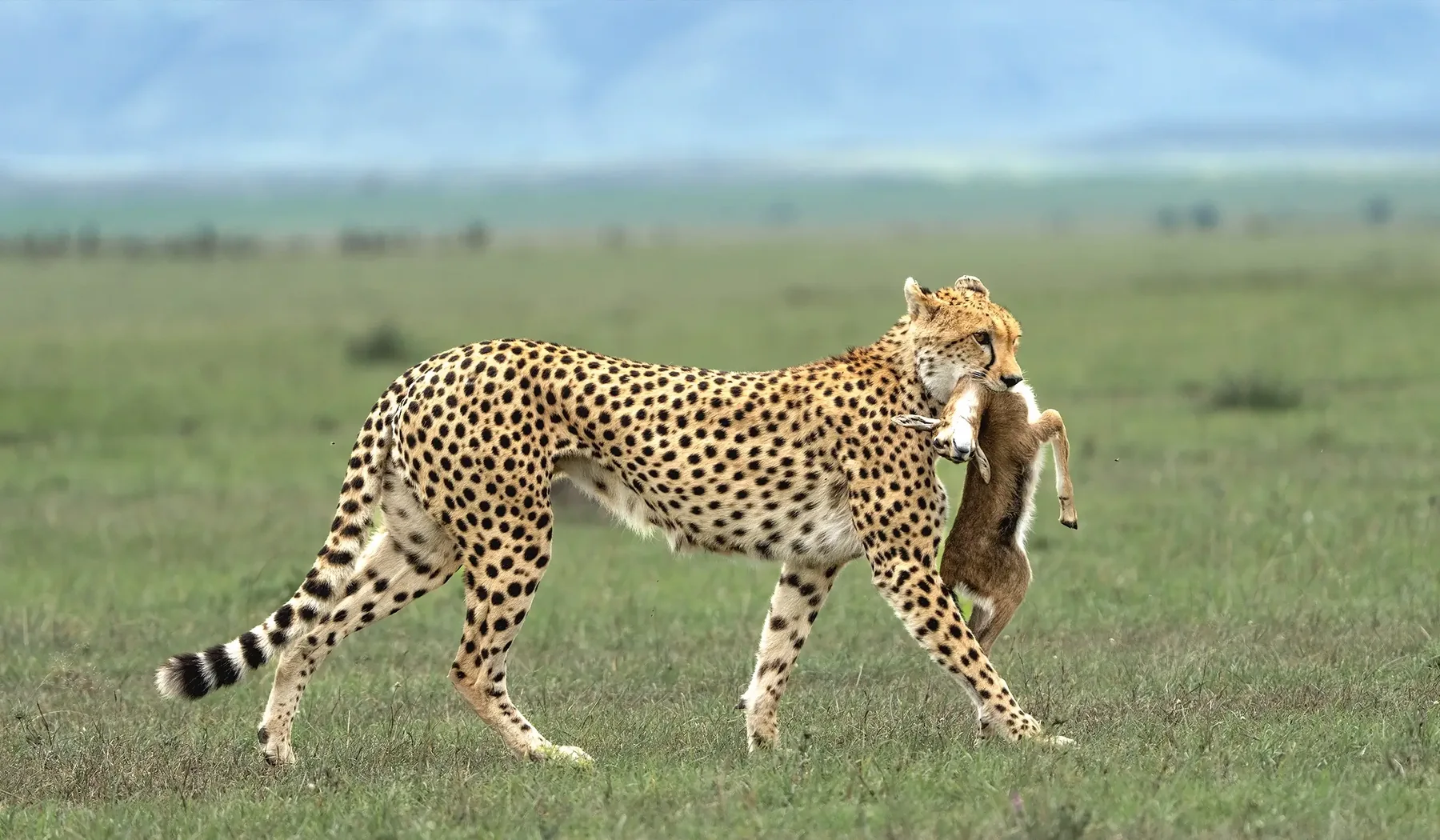 5-Day High-end Migration Safari Fly-in from Zanzibar to One Nature Lodges