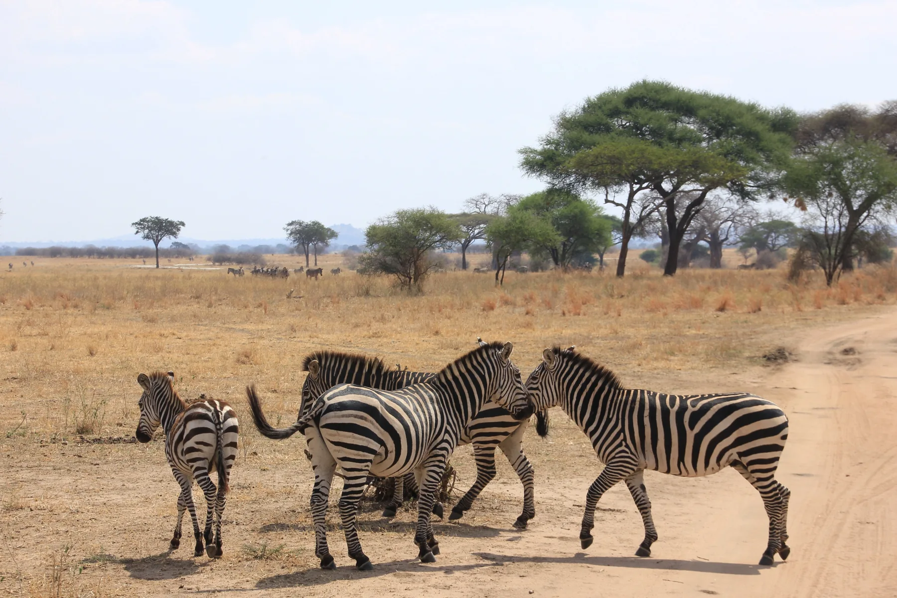 5-Day Midrange Wildlife Safari | Tarangire, Serengeti & Ngorongoro Crater