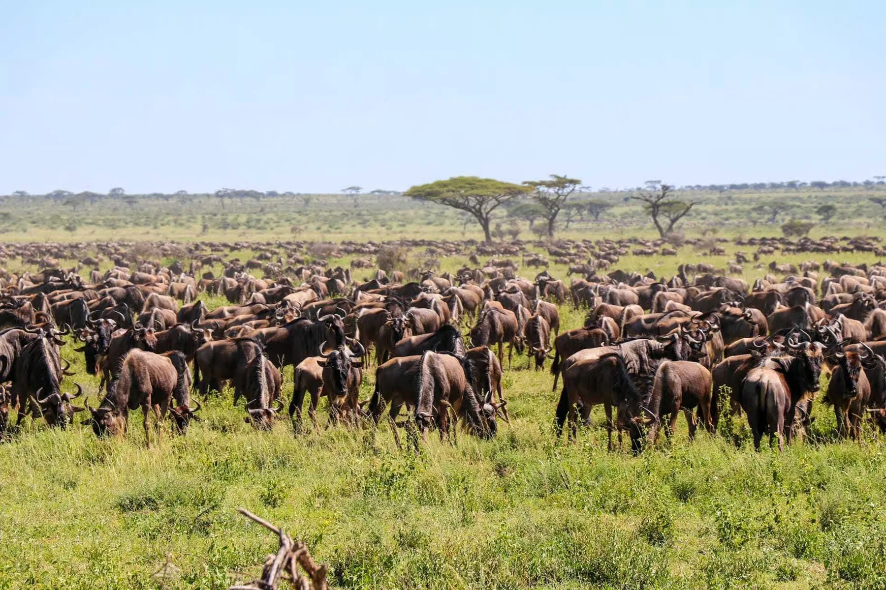 5-Day Wildebeest Calving Season Safari – Tarangire, Ngorongoro & Ndutu
