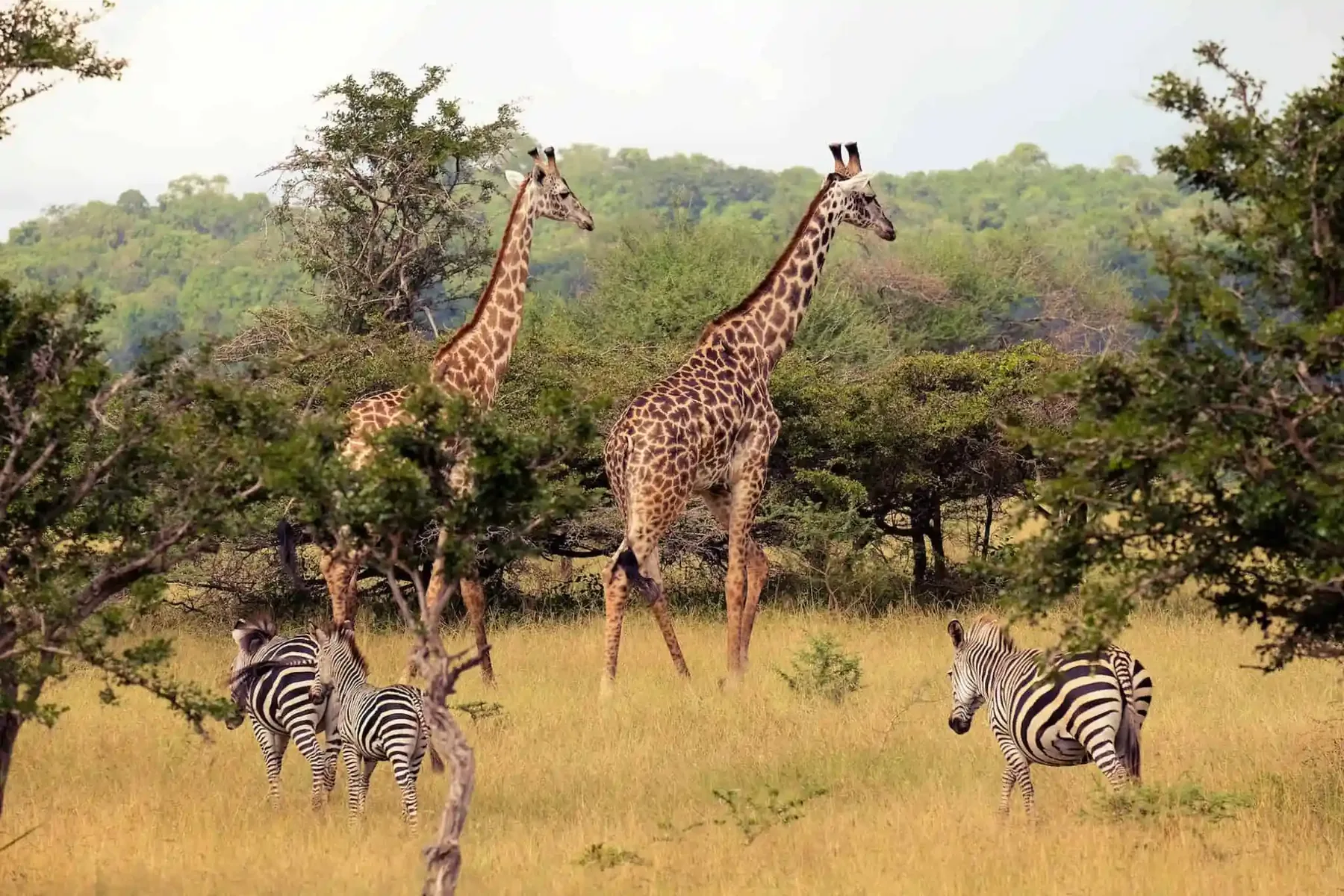 5-Day Nyerere National Park Safari Stay at Selous Impala Camp Inside the Park