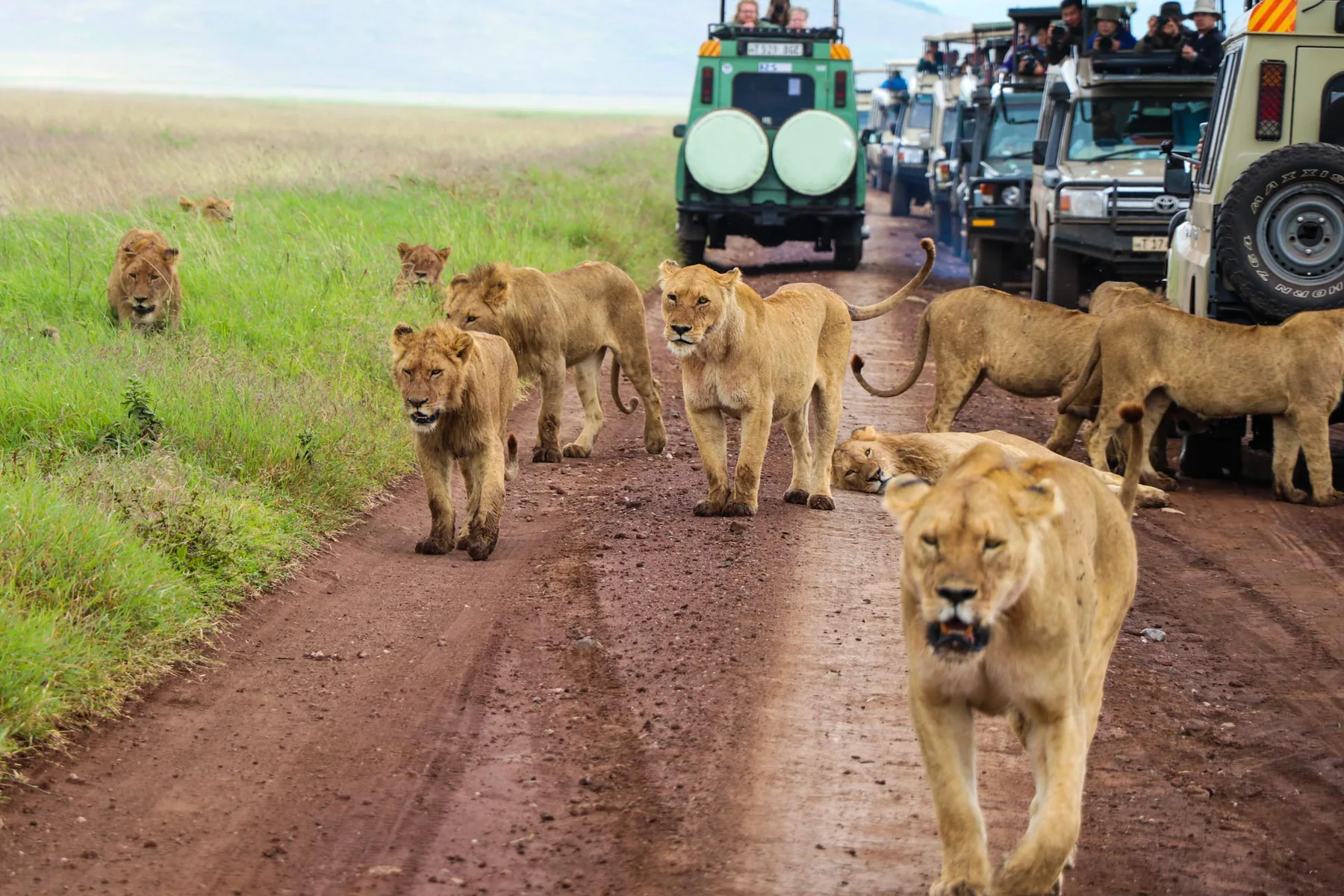 6-Day Big Five Tanzania Luxury Safari – Serengeti & Ngorongoro Crater