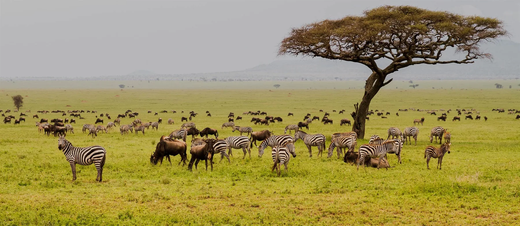 6-Day Ndutu Calving Migration Safari