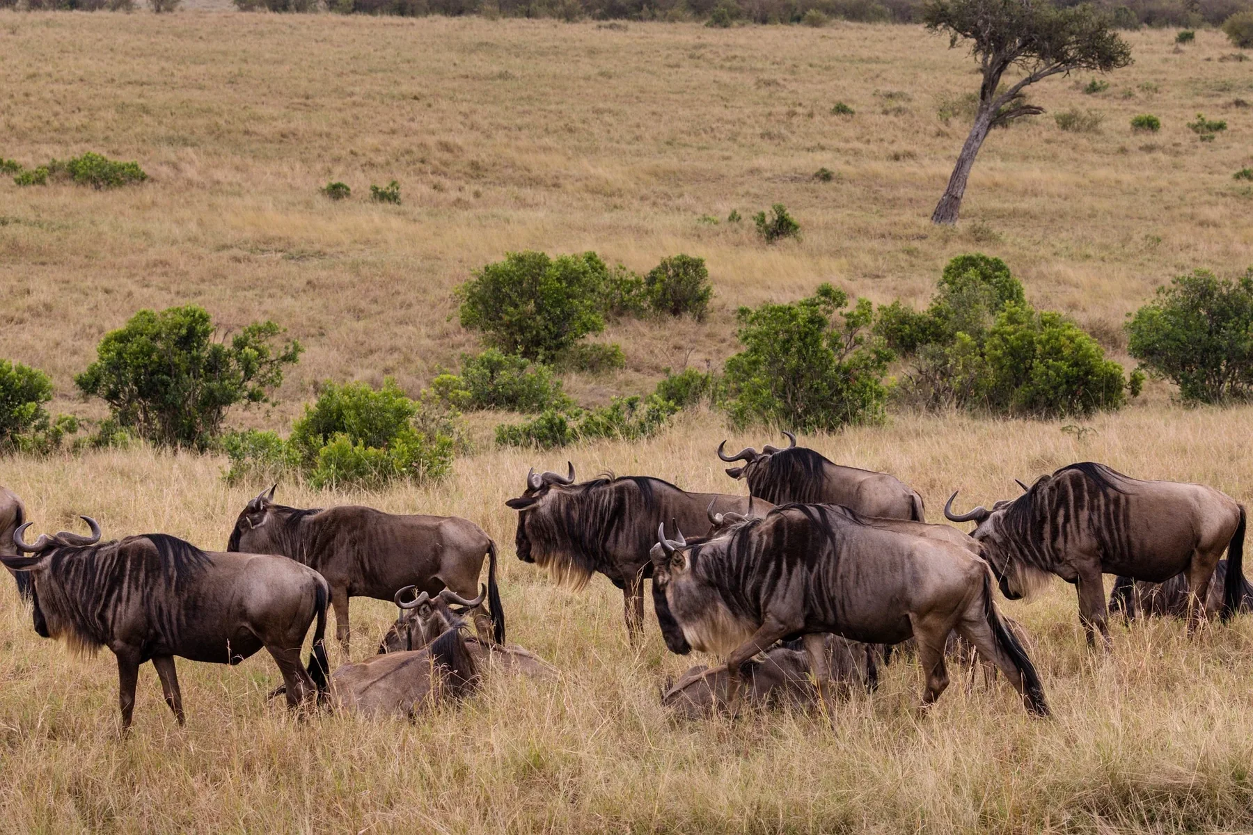 6 Days Ndutu Calving Migration Luxury Safari