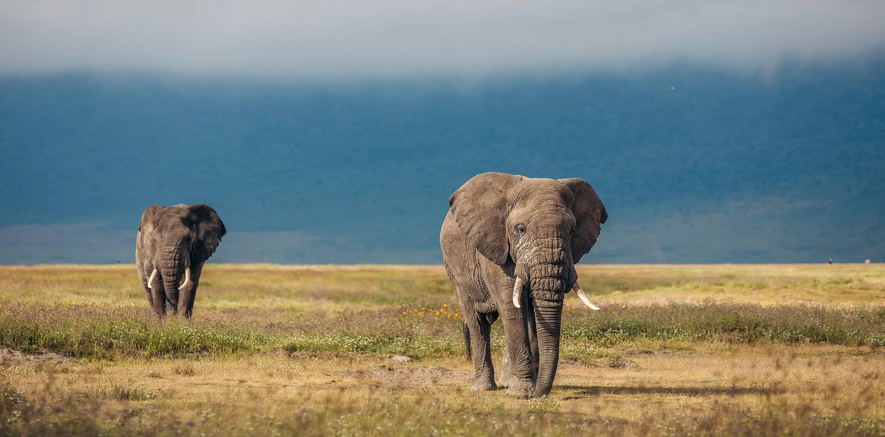 7-Day Mid-range Wildebeest Migration Family Safari in Tanzania Fly From Arusha