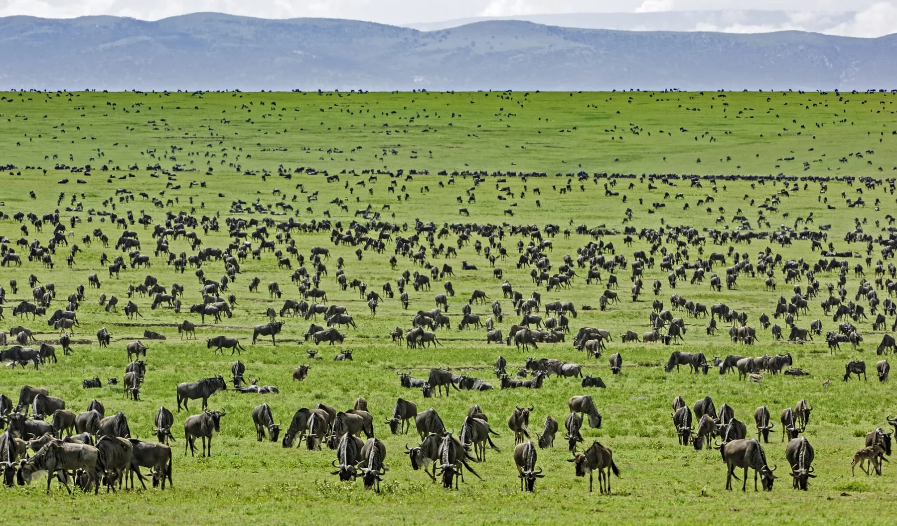 7-Day Ndutu Calving Migration Safari