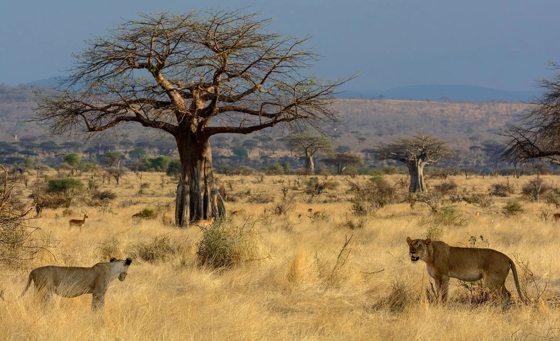 Lion beneath a baobab in Ruaha National Park
