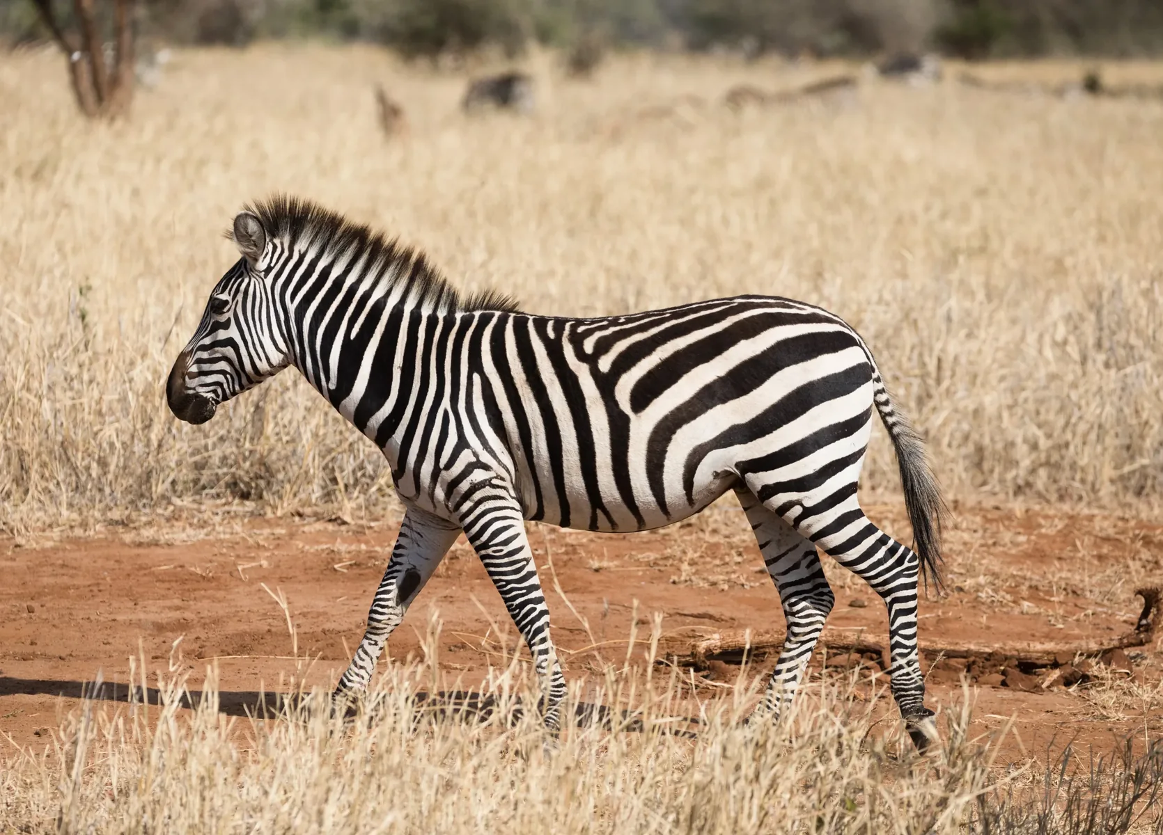 Serengeti Romance