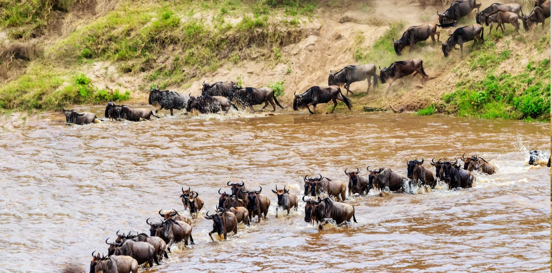 7-Day Serengeti Wildebeest Migration Luxury Safari to Nimali Lodges Experience