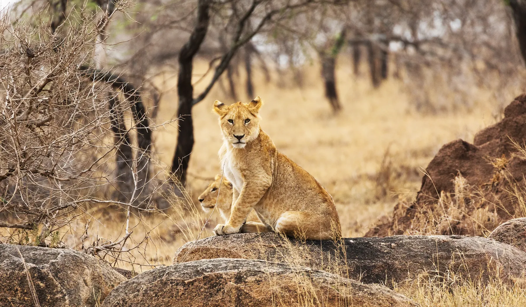 Tanzania Safari Cost Guide