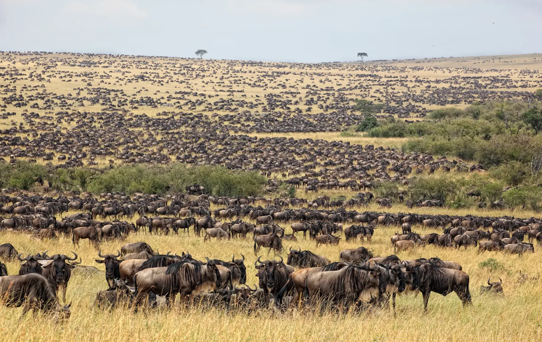7 Days Ndutu Calving Migration Luxury Safari