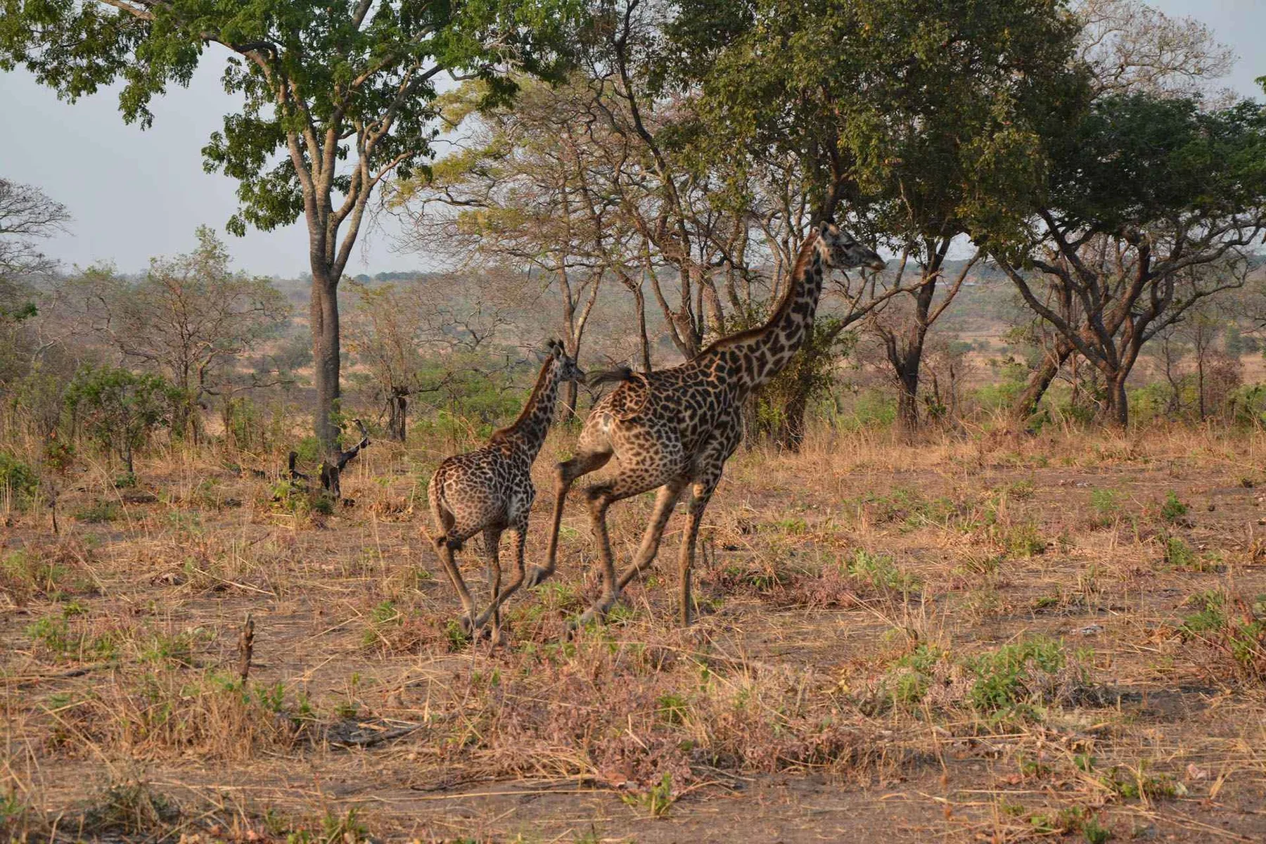 Elephant herd in Ruaha safari country
