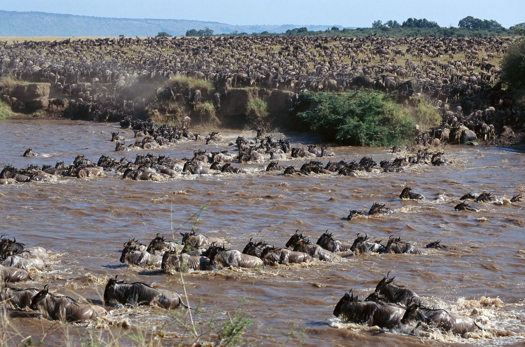 Zebra and wildebeest in the Ngorongoro ecosystem