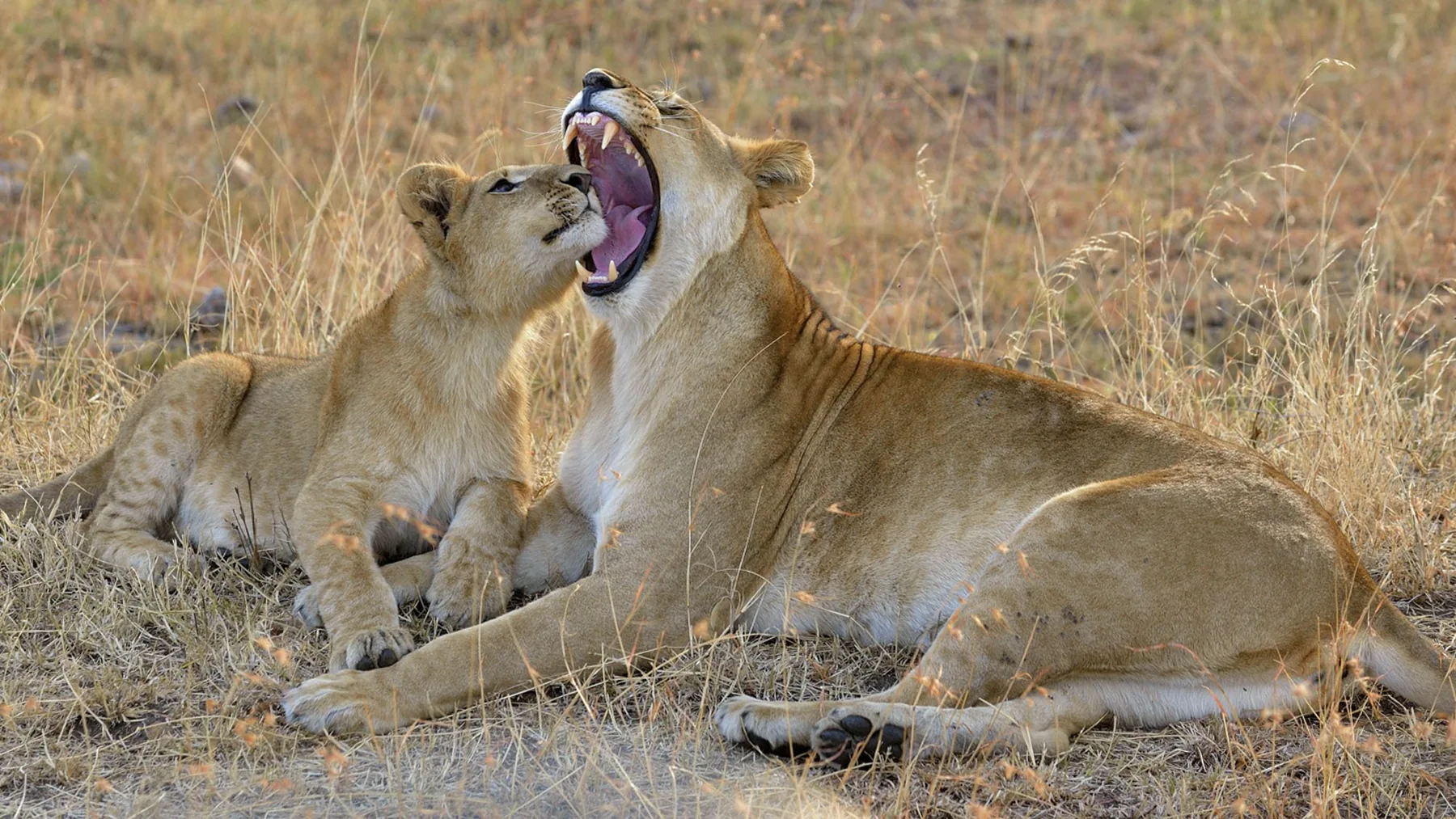 8-Day Tanzania Melia Lodges Fly-in Experience & Big Five Safari