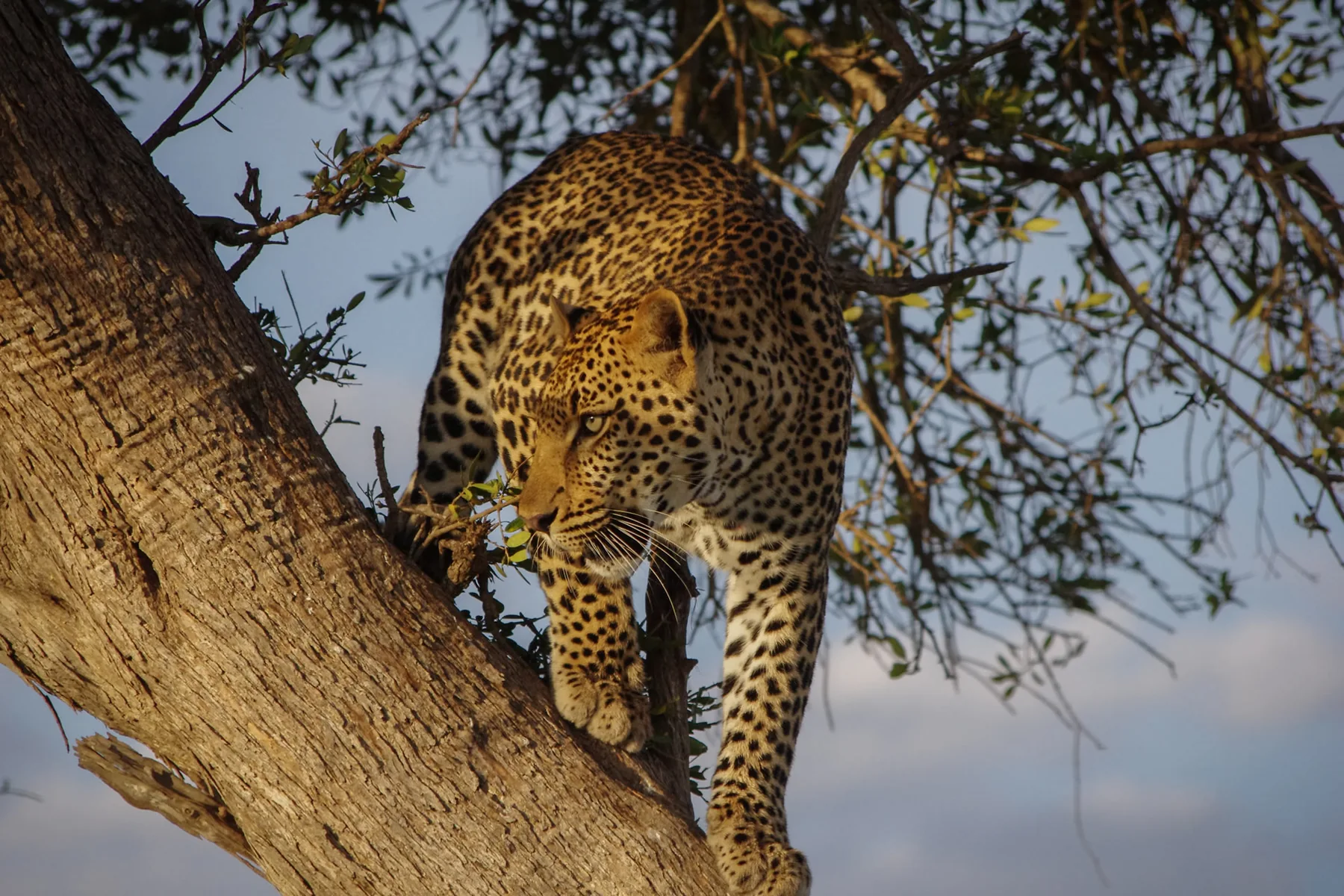 8-Day Tanzania Safari Adventure Northern Experience