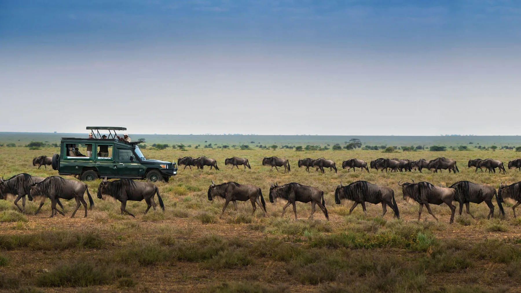 8-Day Wildebeest Calving Migration Adventure