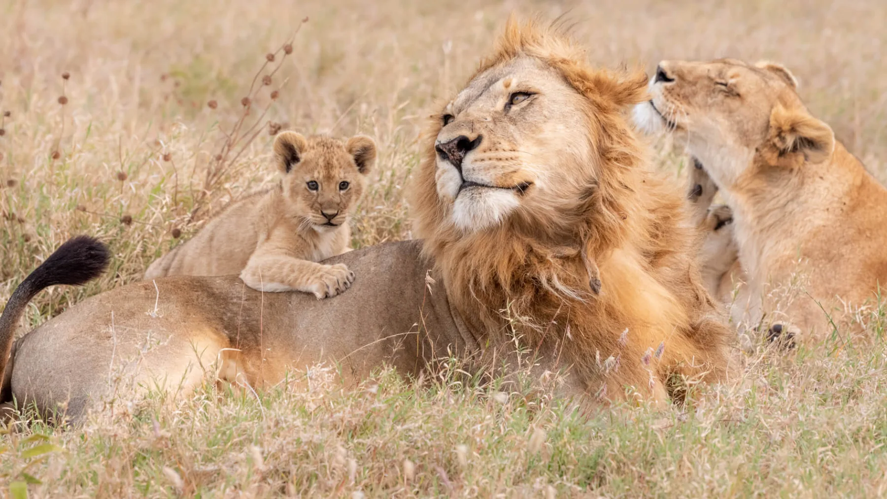 Safari stories and Tanzania travel inspiration