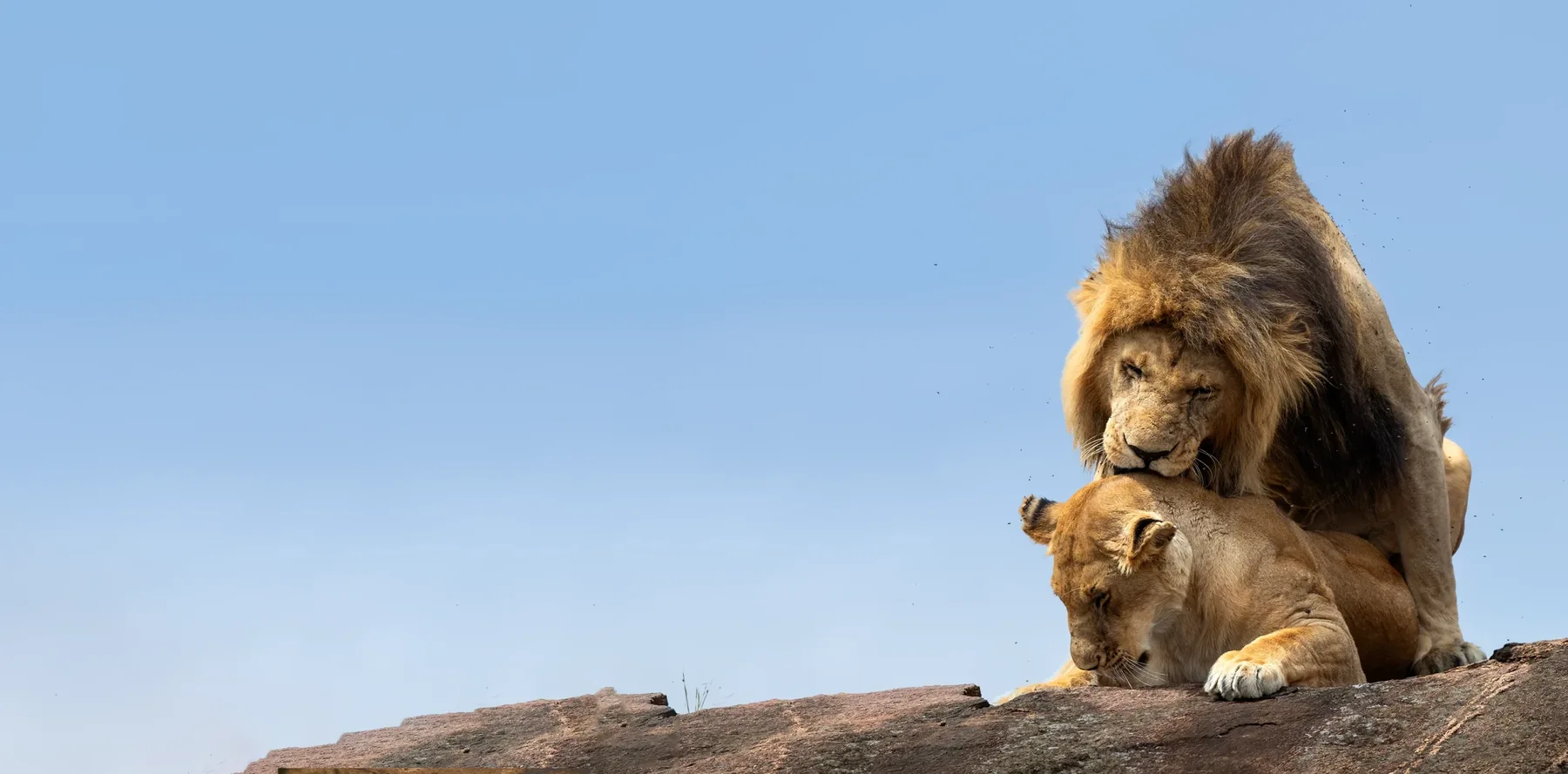 9-Day Premium Tanzania Wildlife & Big Five Safari to Elewana Lodges
