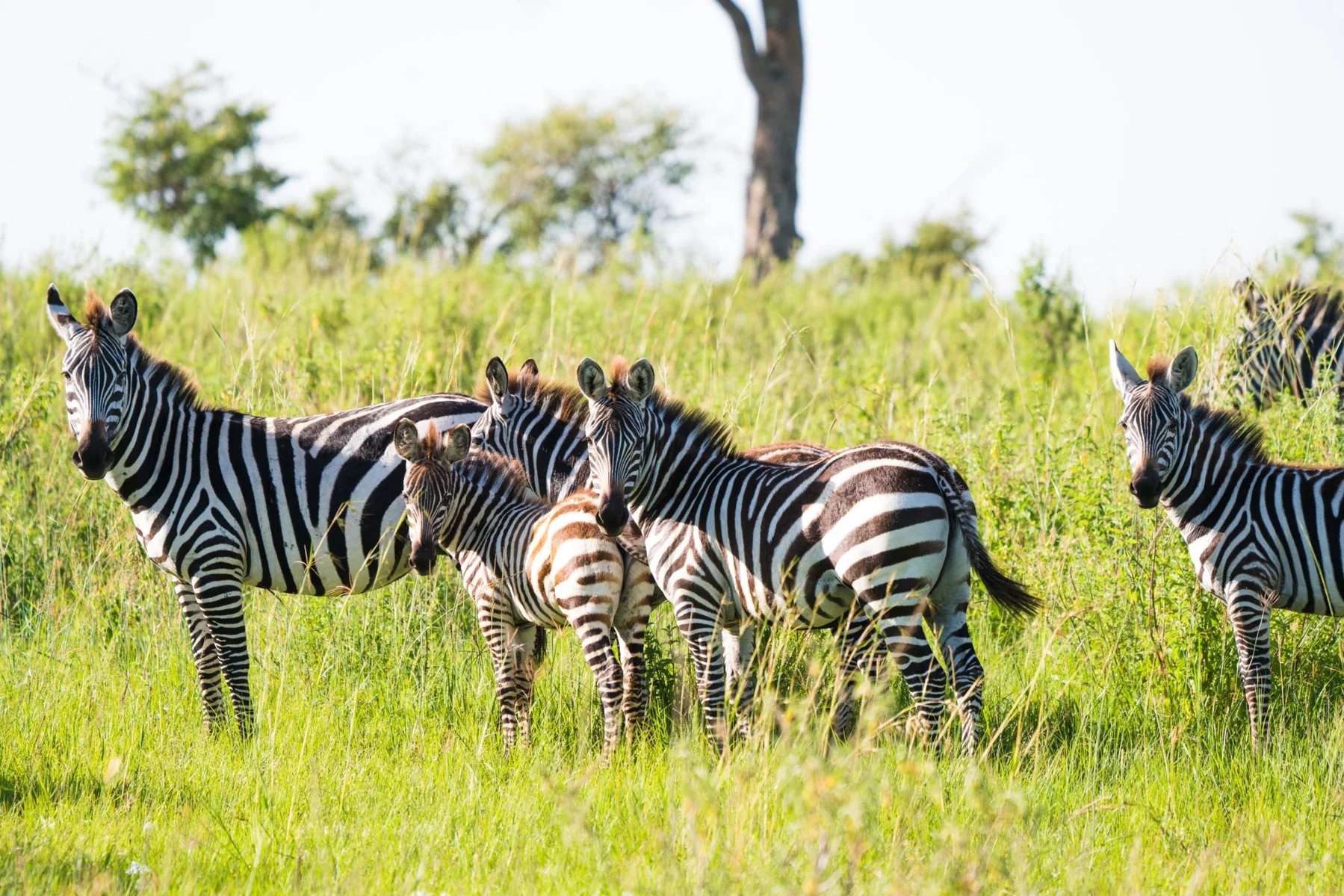 9-Day Tanzania Big Five Safari – Ultimate Wildlife & Game Drives