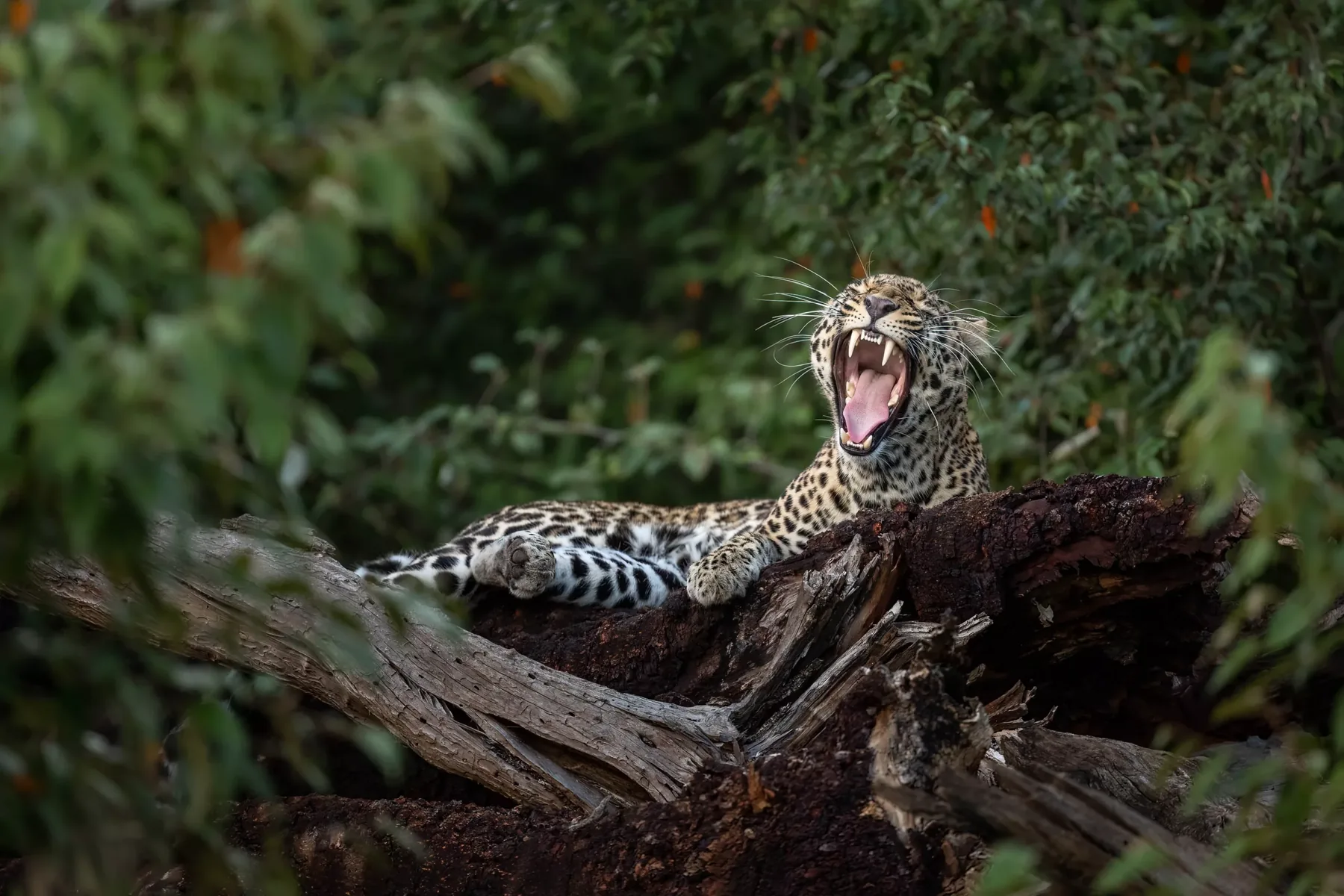 9-Day The Grand Tanzania Premium Safari – Lemala Lodges Experience