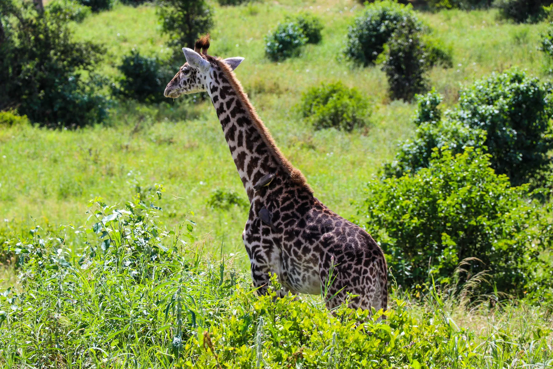 Arusha National Park Day Trip