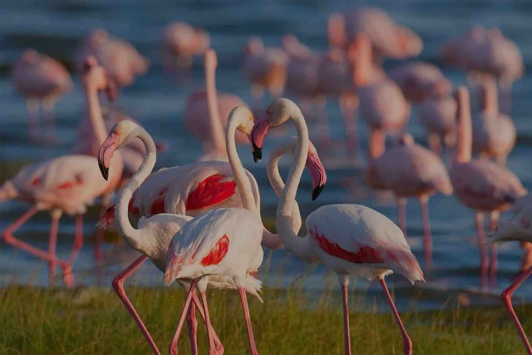 Lake Manyara Day Trip