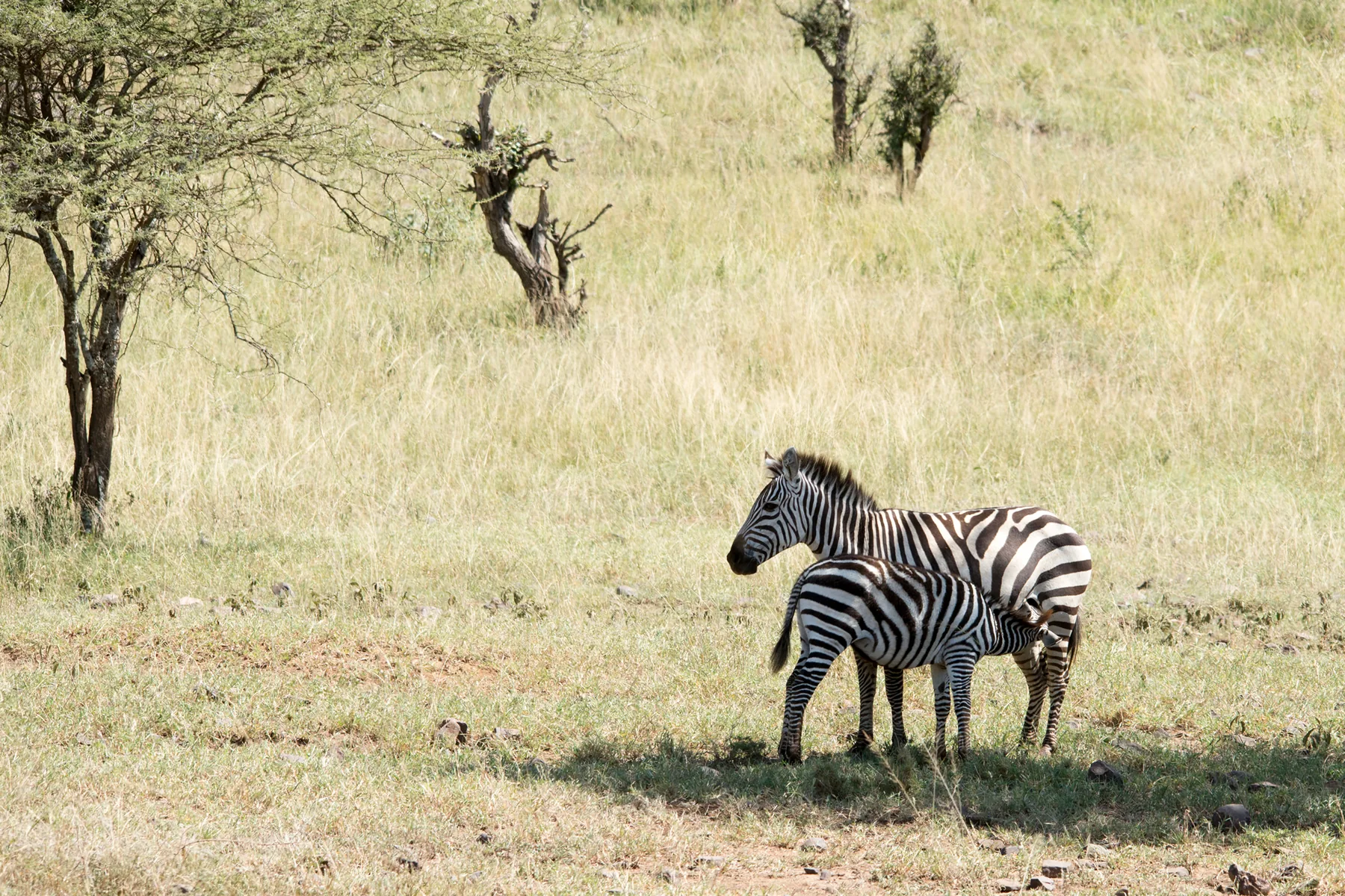 Ngorongoro Crater Day Trip
