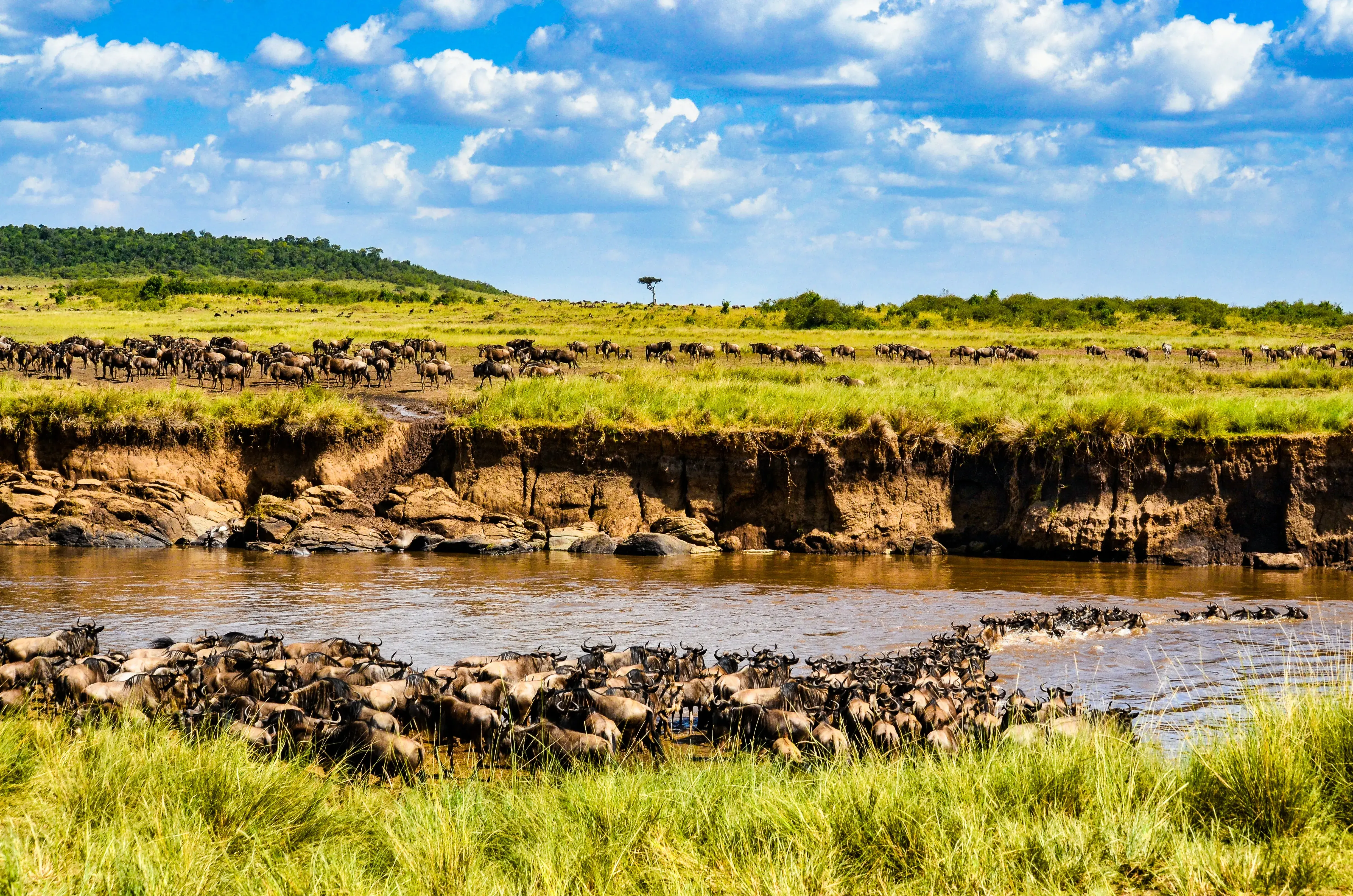 Zebra and wildlife habitat inside Ngorongoro Crater