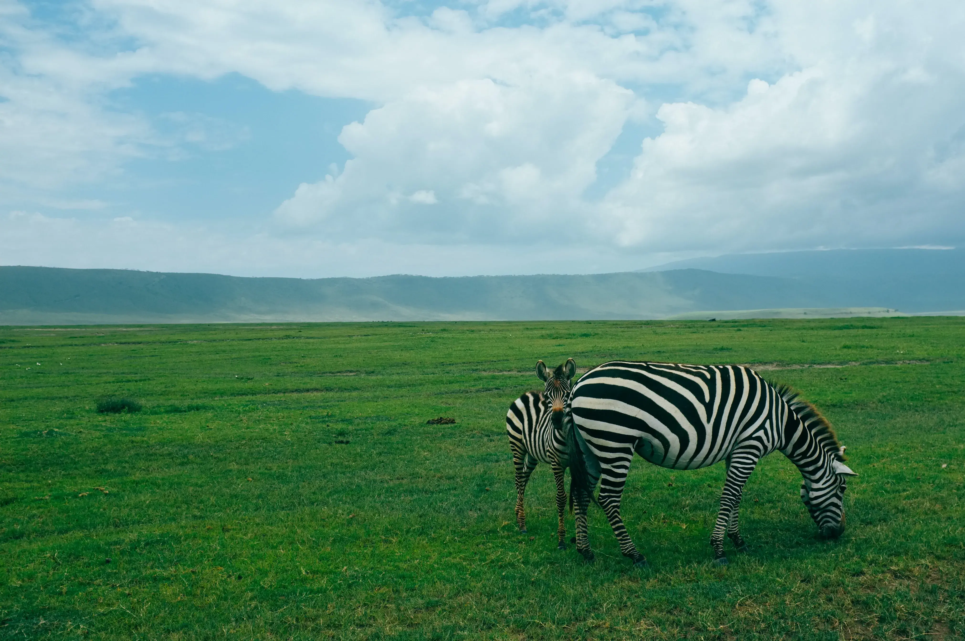 Midrange safari in northern Tanzania