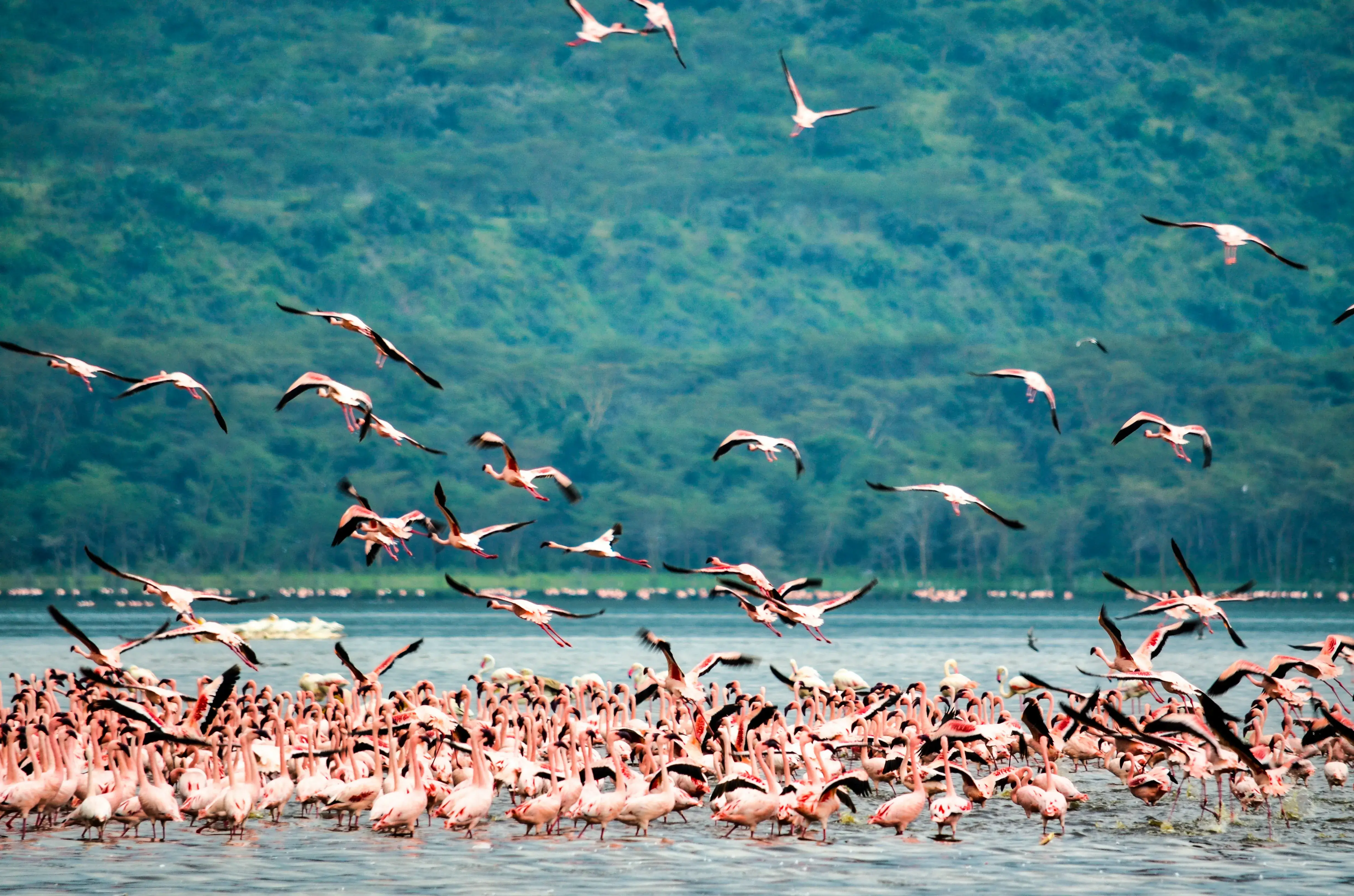 Flamingos and birdlife in Tanzania’s Rift Valley