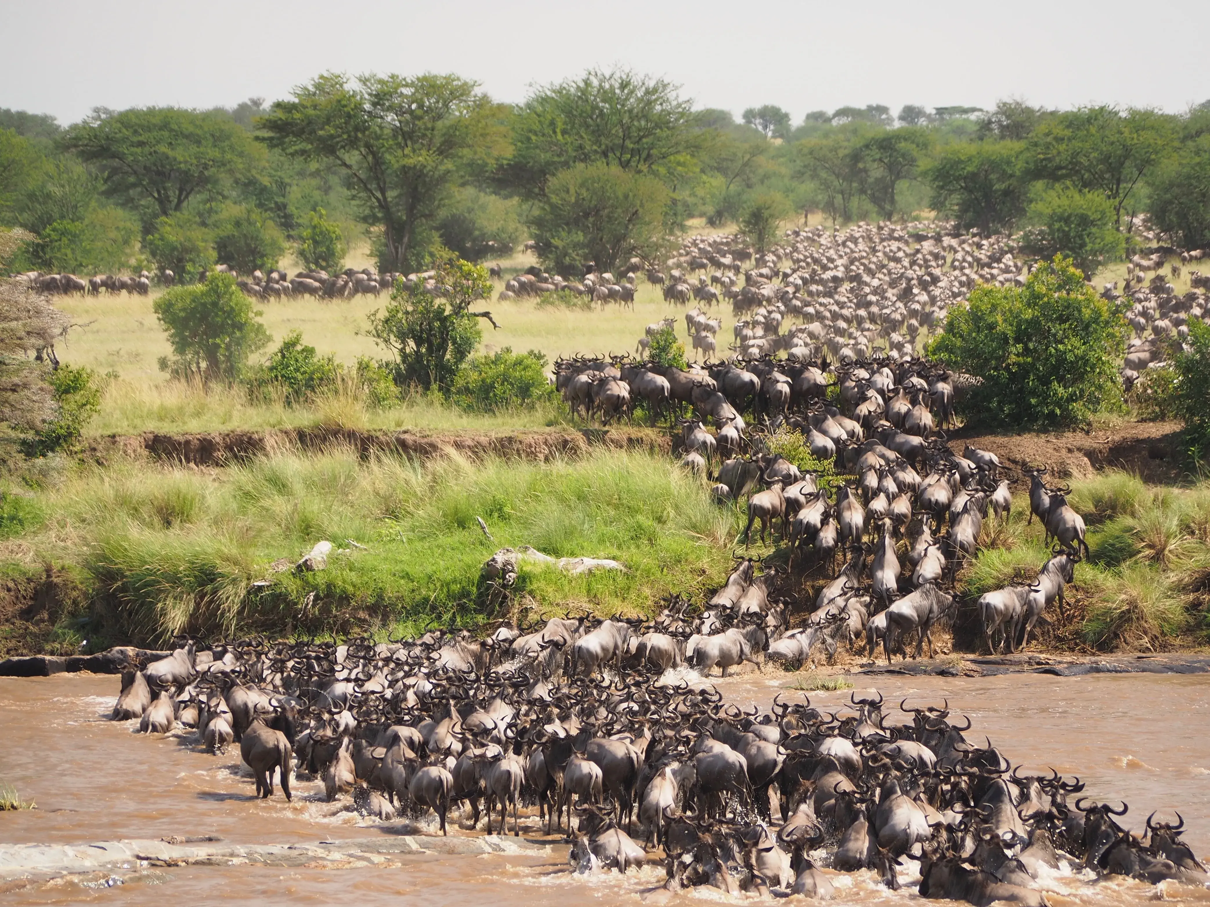 The Great Migration Explained