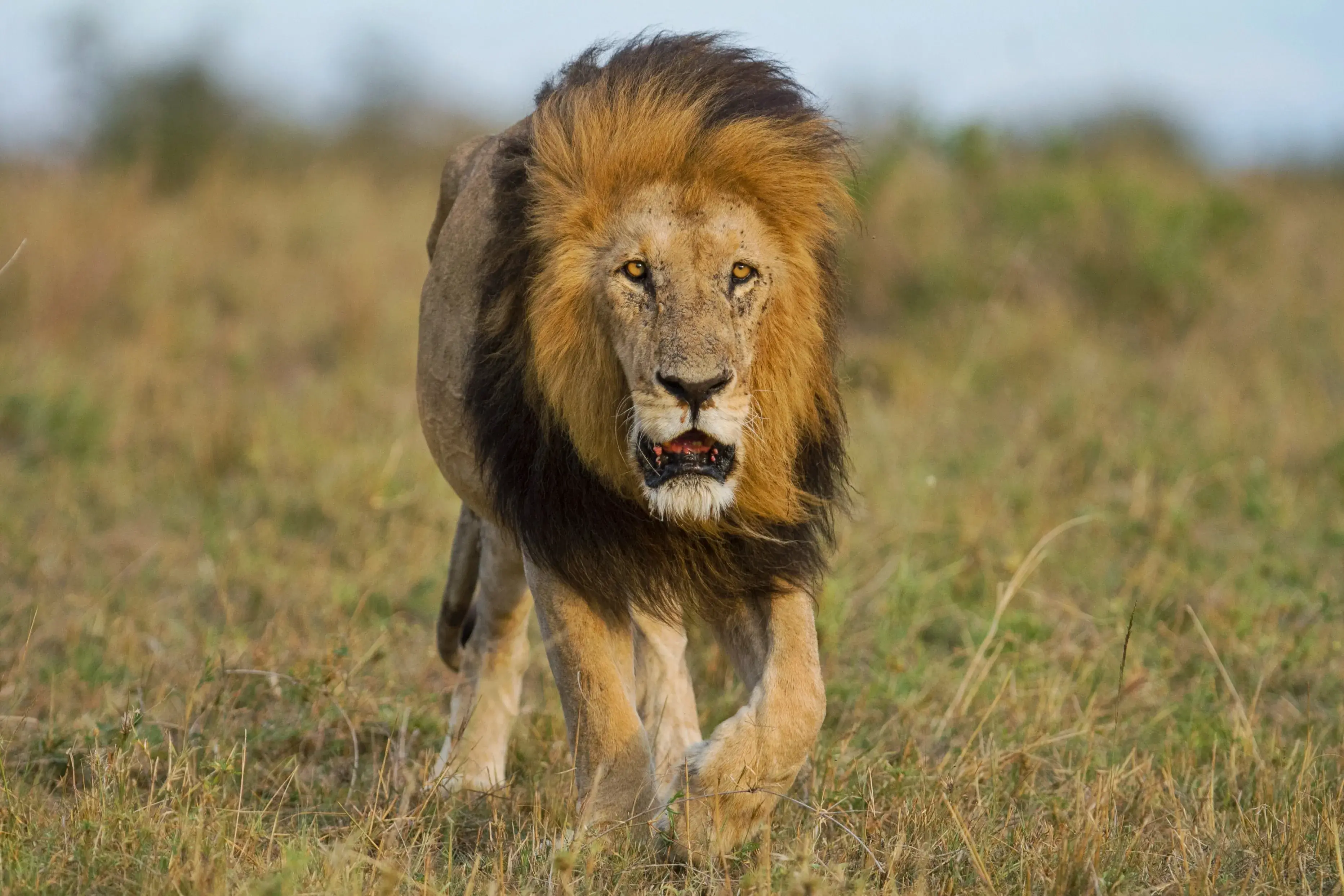 7-Day of Romantic Safari – Couple Experience