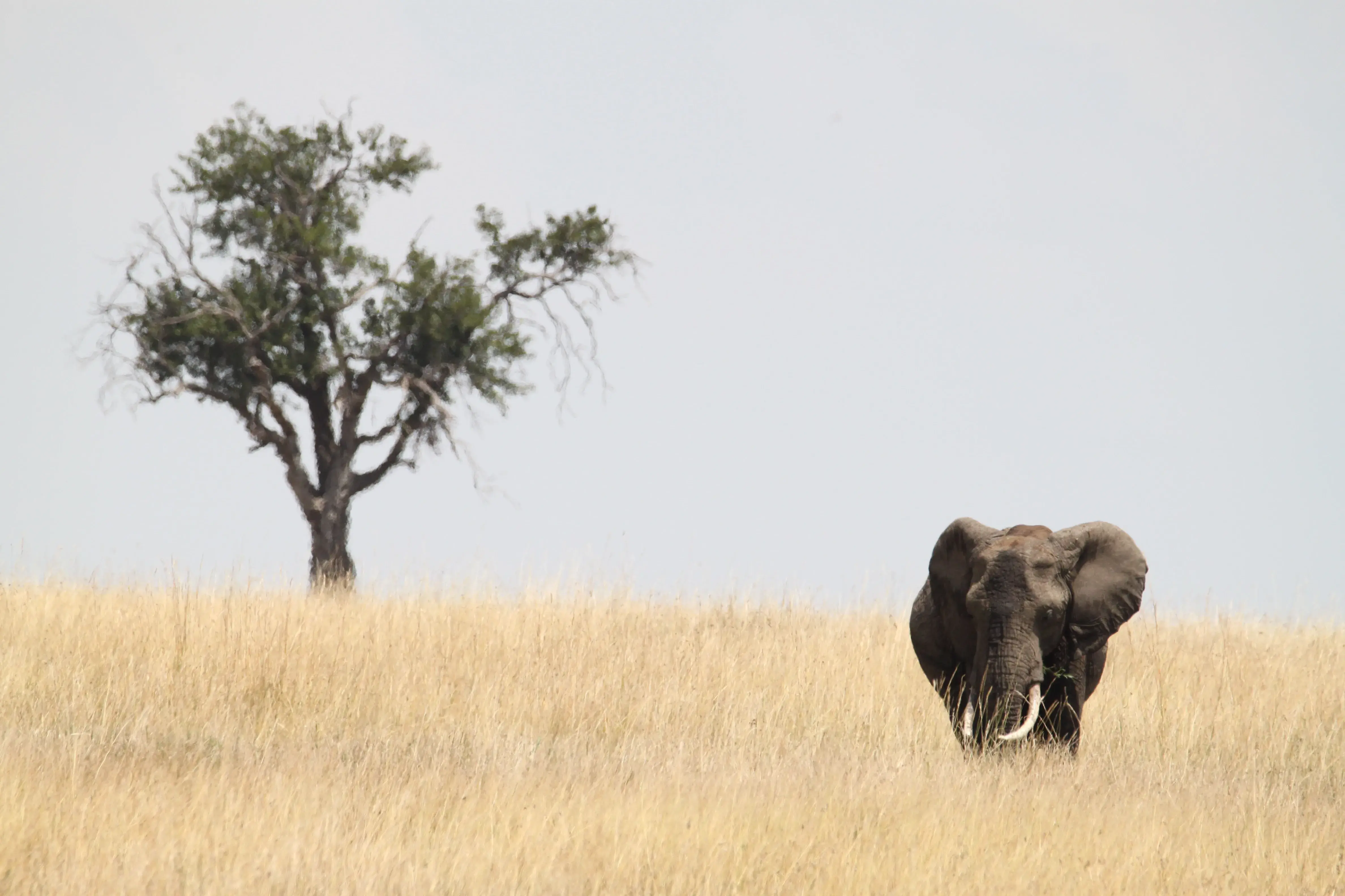 Zebra and wildlife habitat inside Ngorongoro Crater