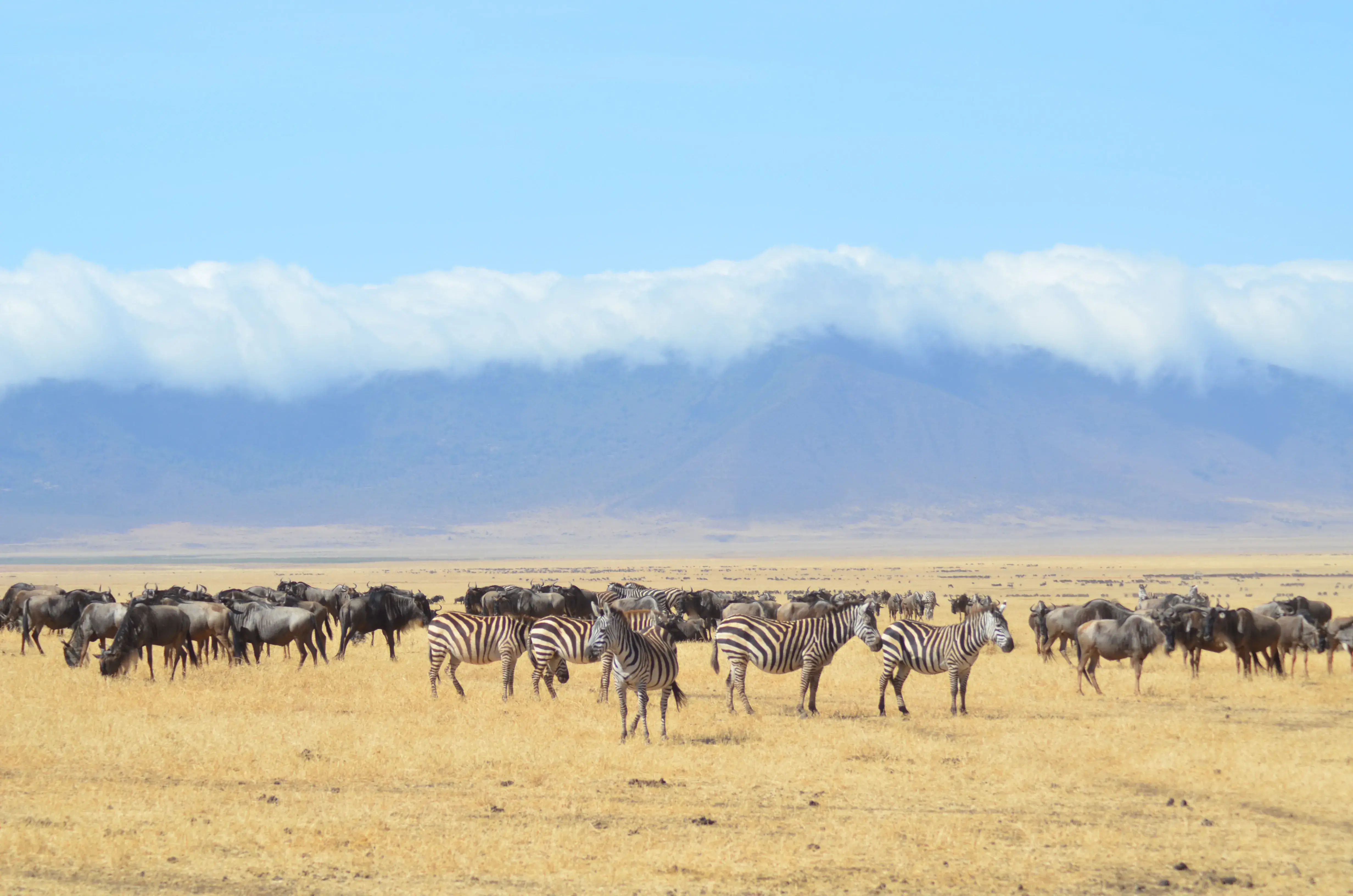 Serengeti plains