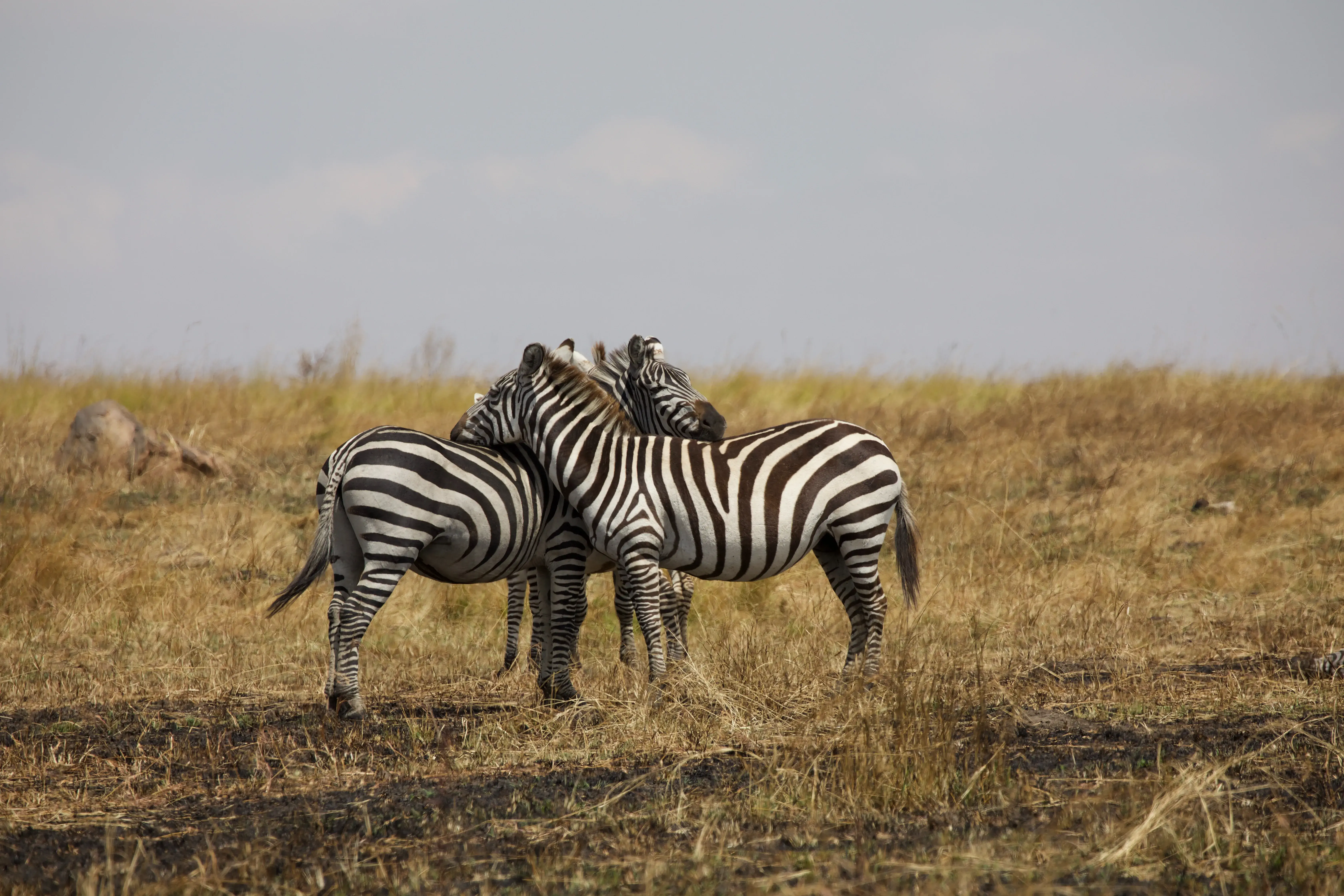 Mid-range Safari Tours