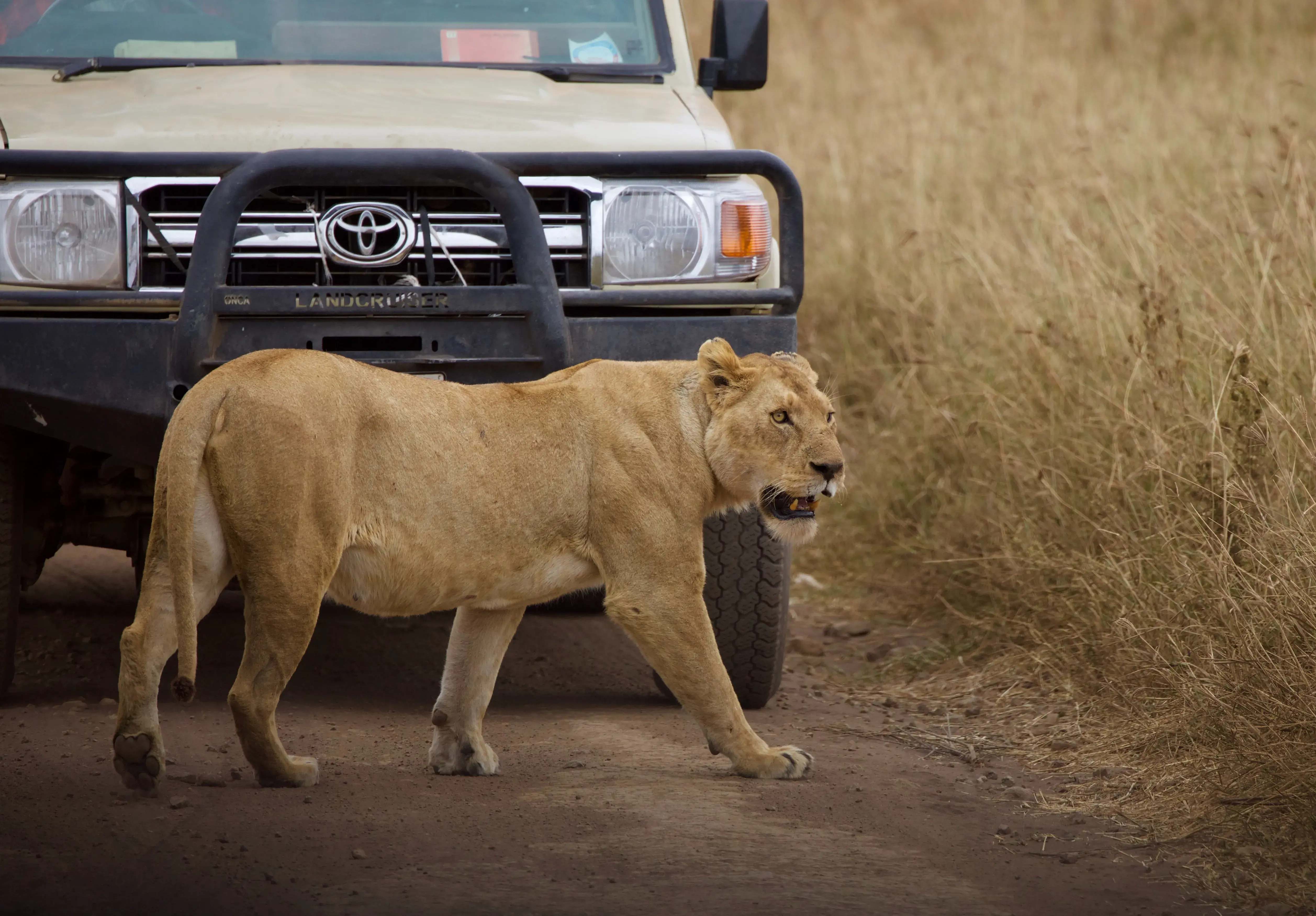 Lion beside a safari vehicle