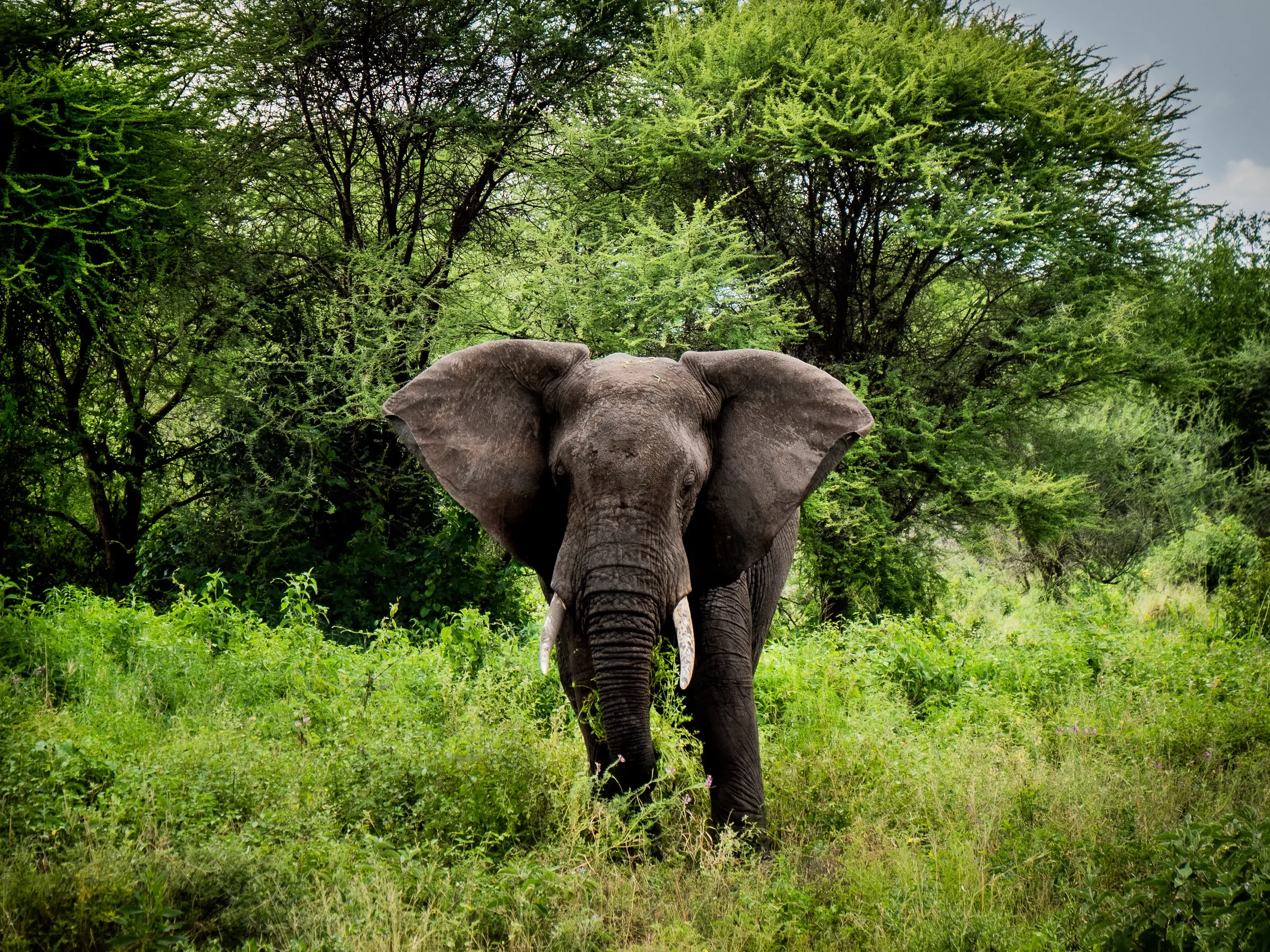 Elephant habitat and baobab landscape in Tarangire National Park
