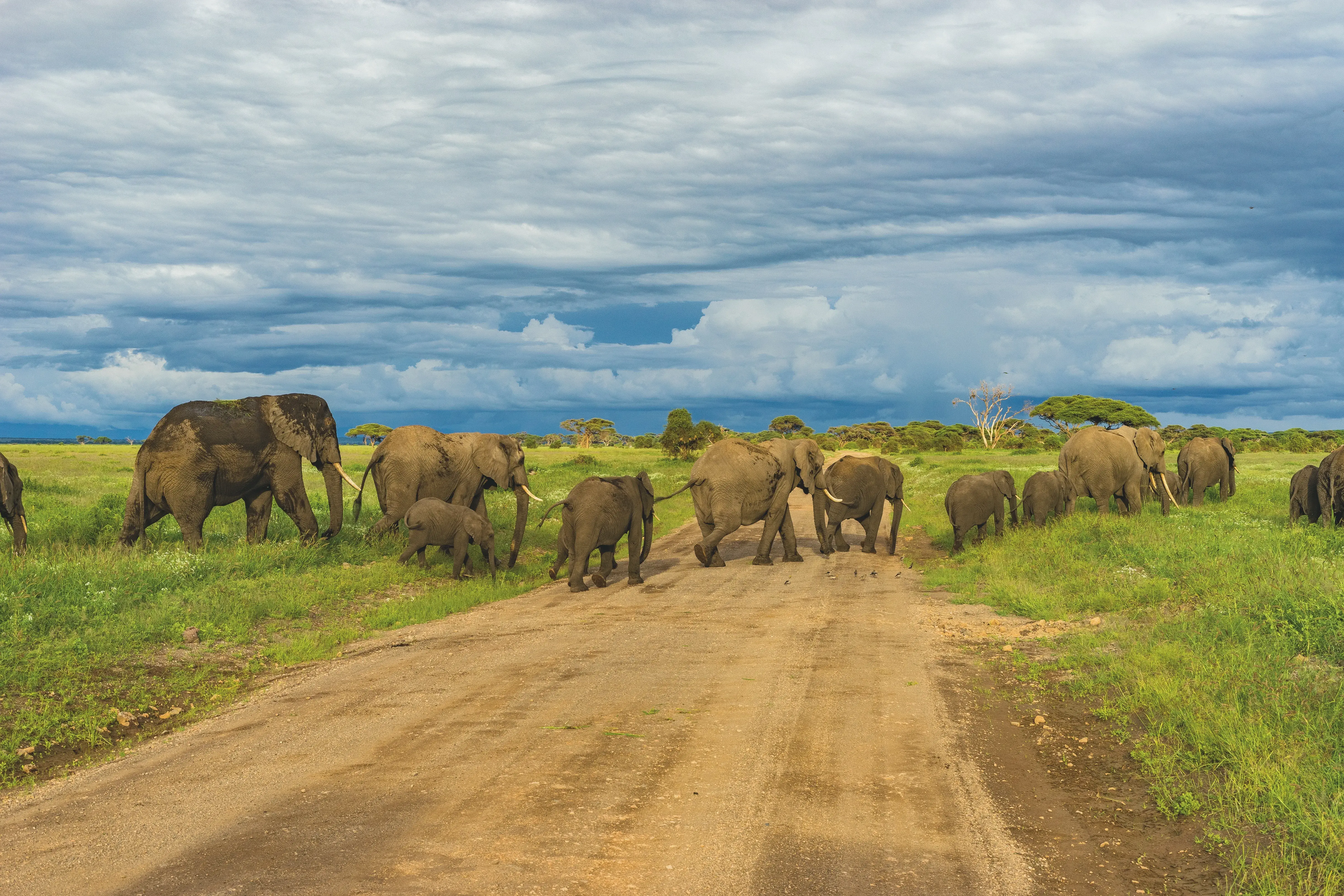 2-Day Tanzania Safari from Zanzibar Tarangire & Ngorongoro