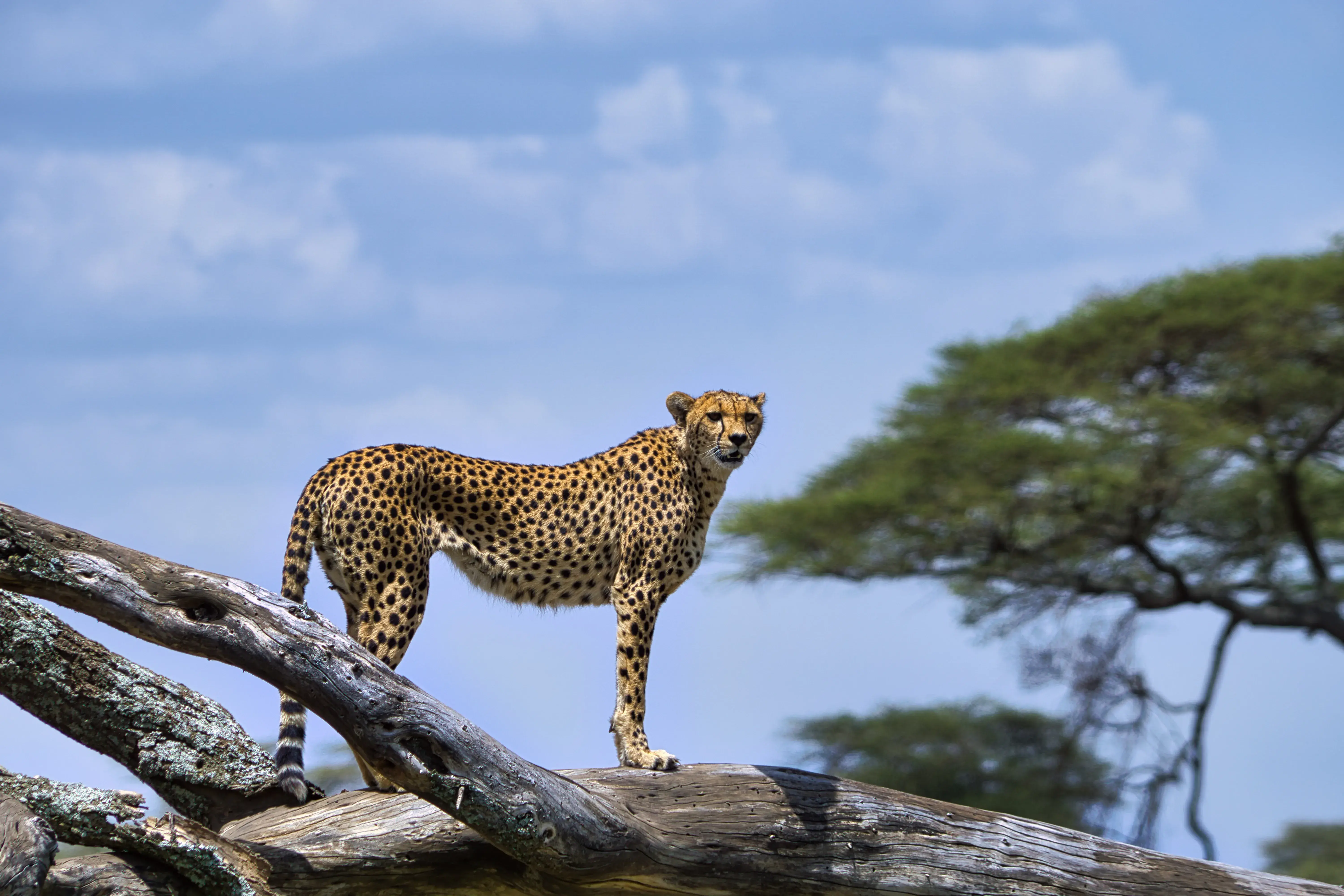 Luxury Safari Tours