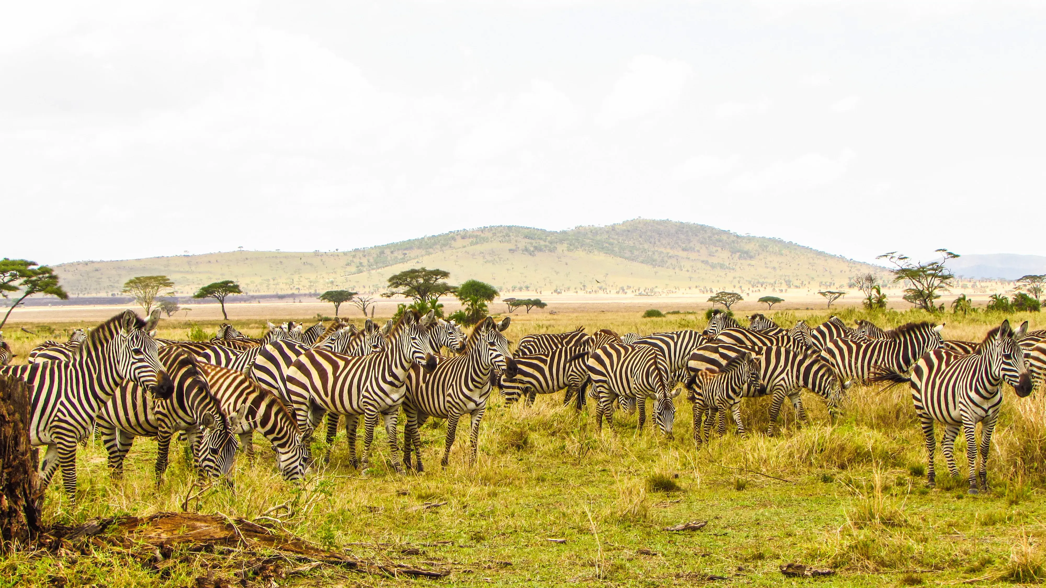 Serengeti vs Ngorongoro