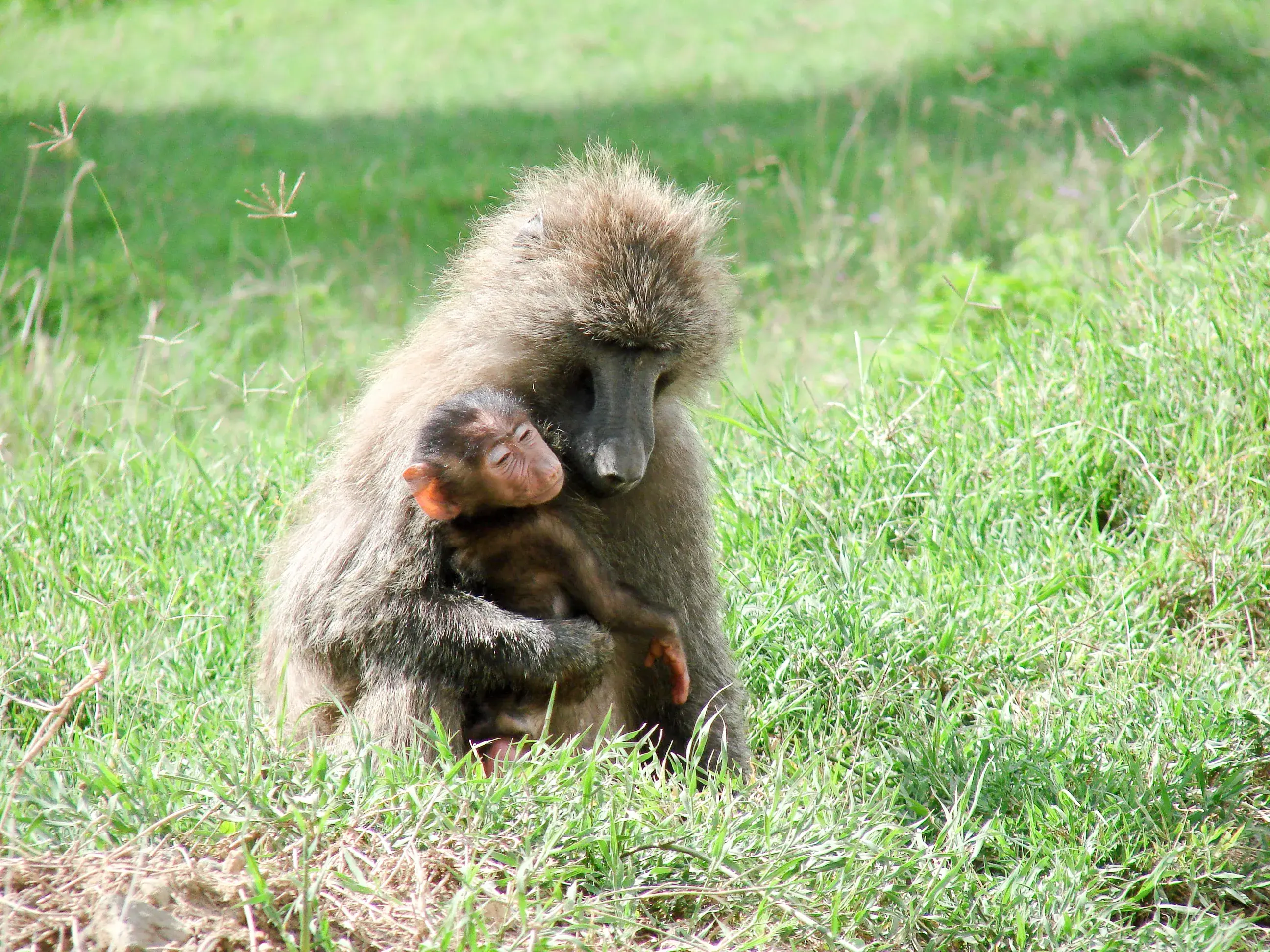 Wildlife experience in Tanzania’s northern parks