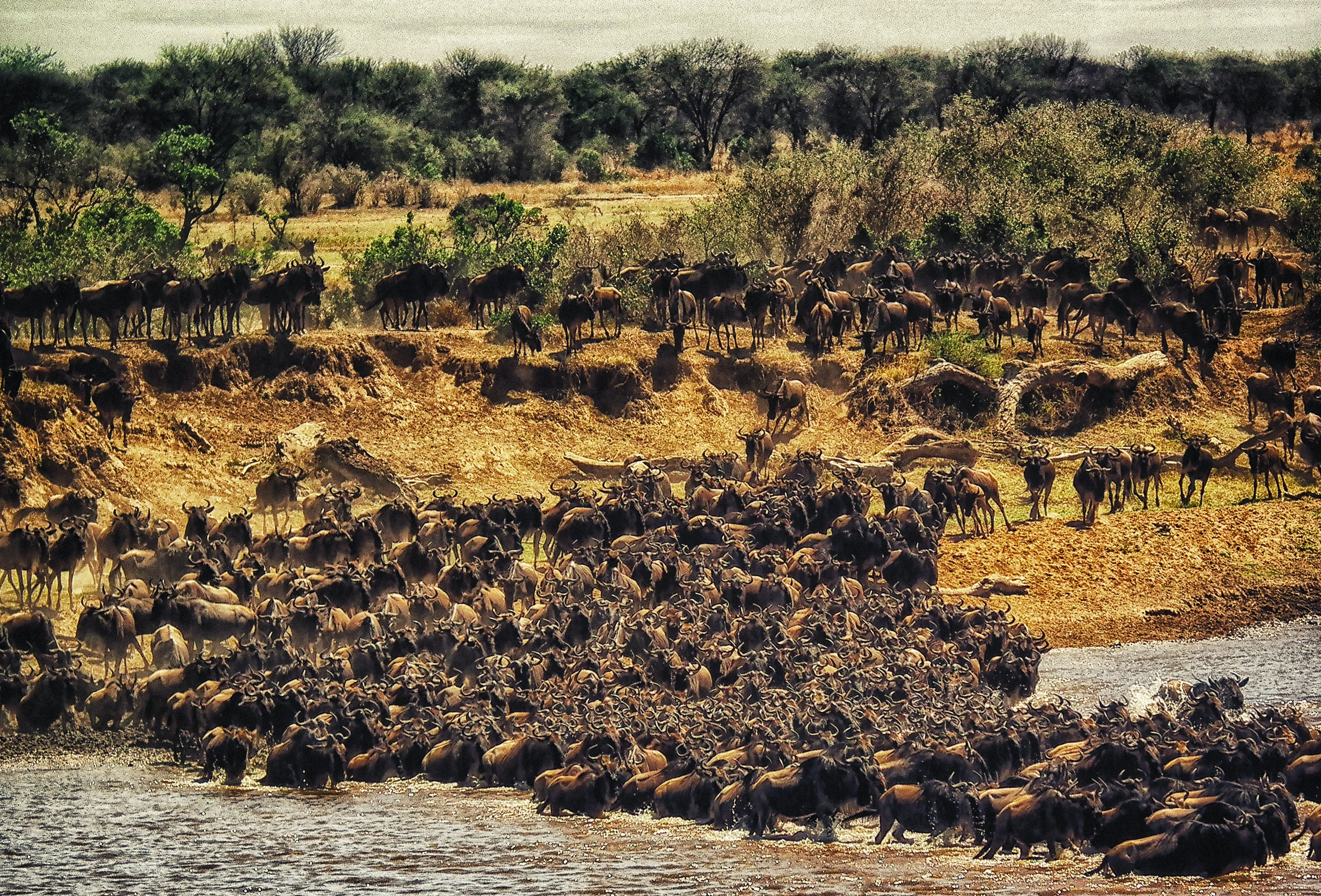 Migration Safari