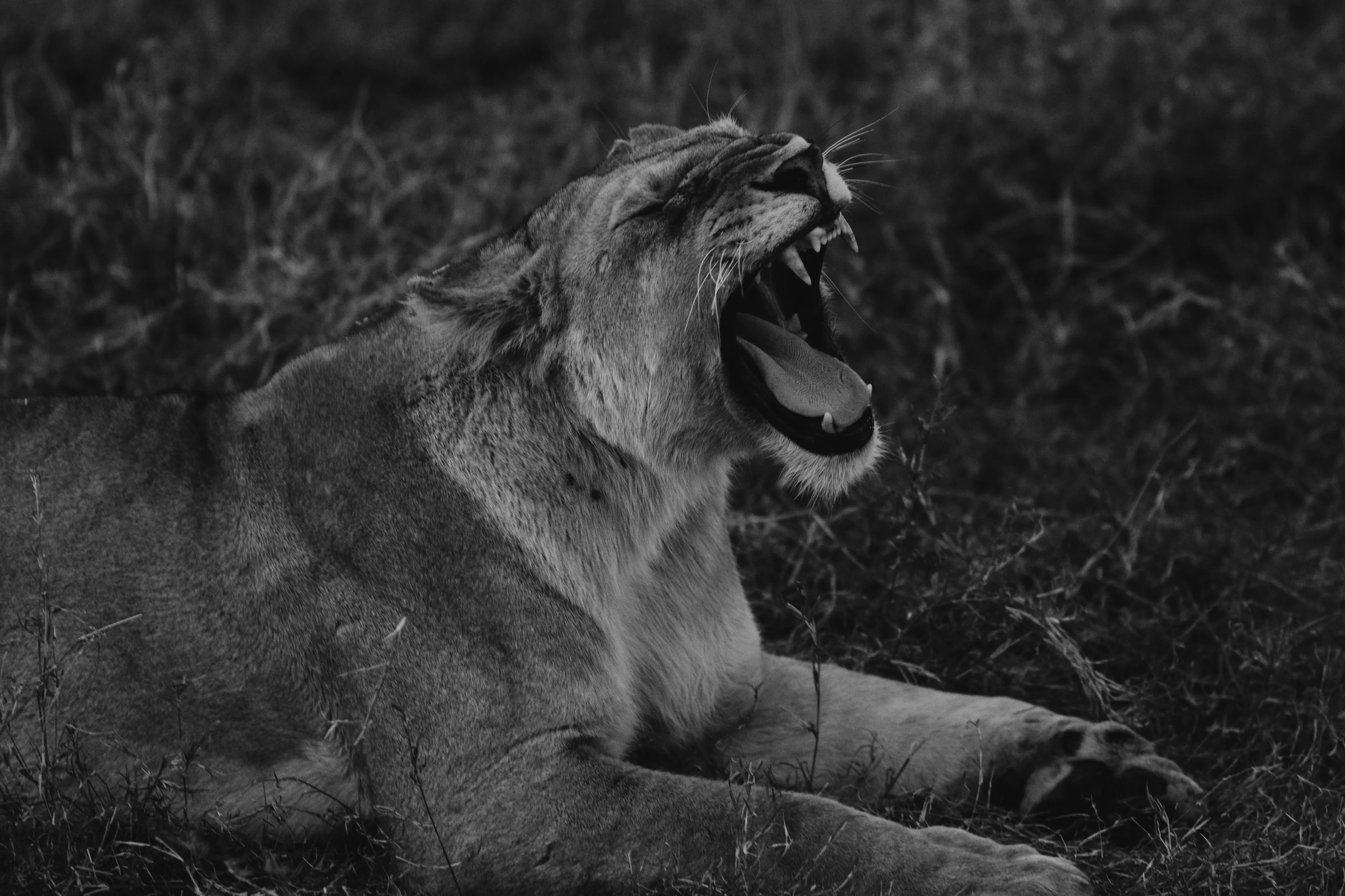 Wildlife safari in Tanzania